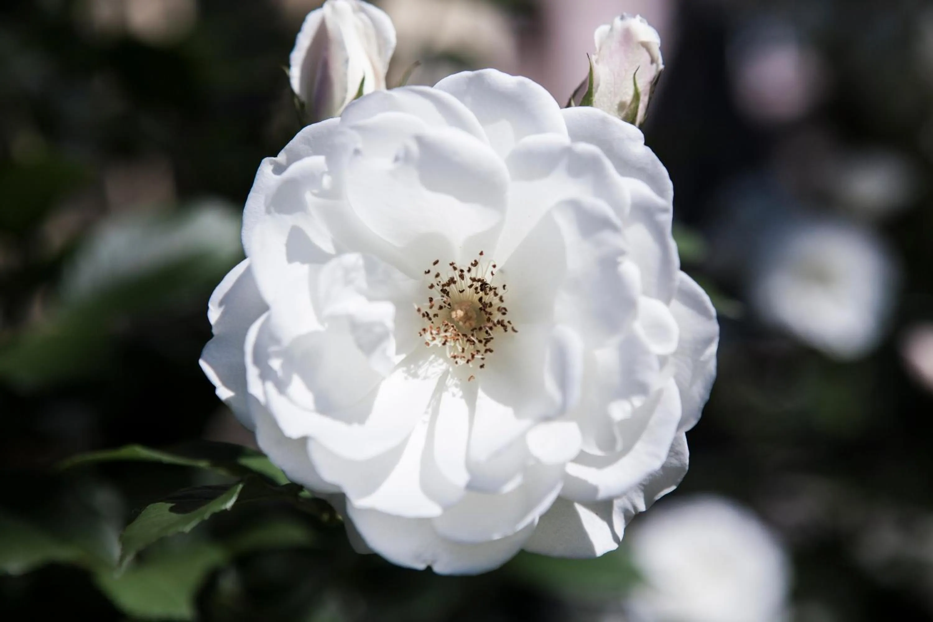Garden in Villino di Porporano