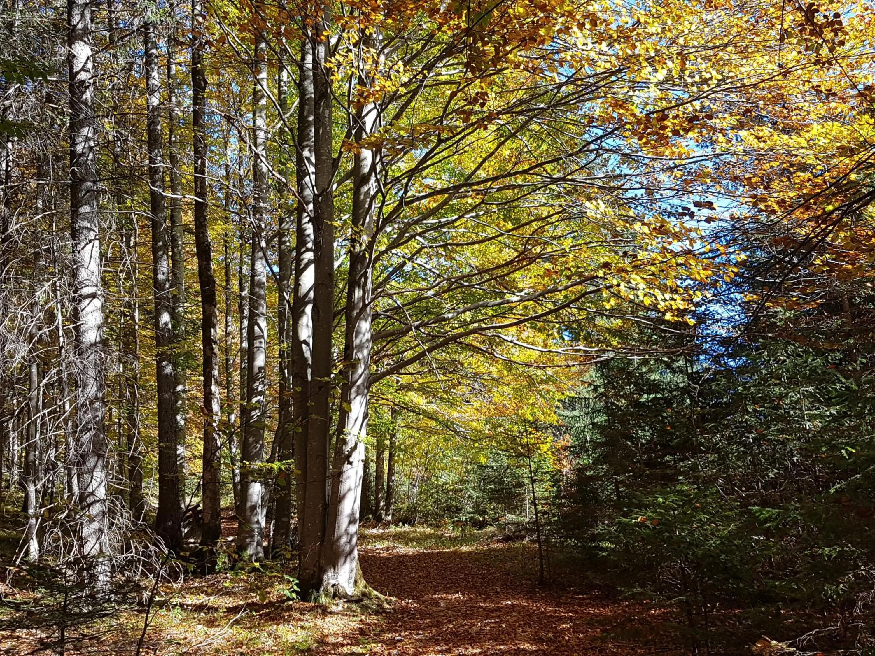 Natural landscape in Gästehaus Alpvital