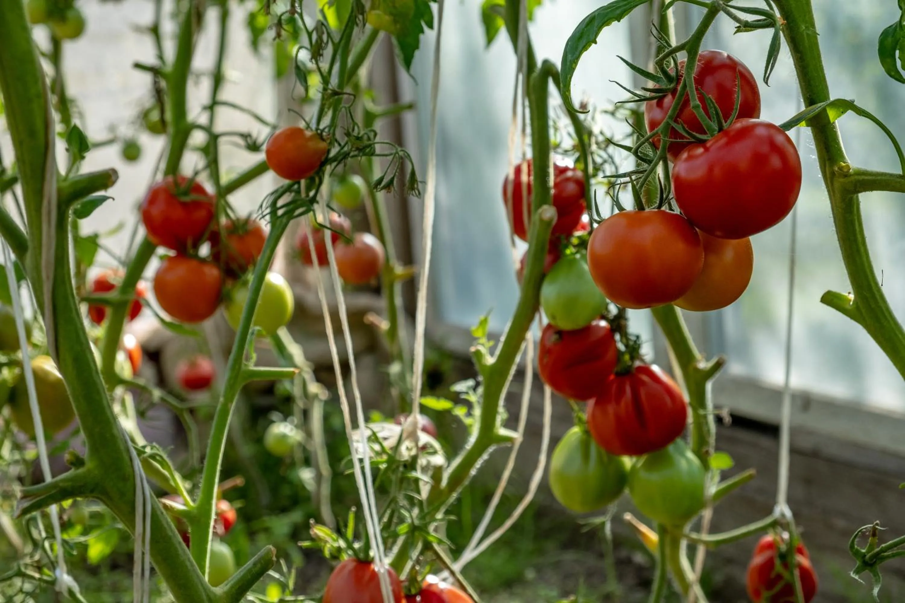 Siedlisko Leszczewek