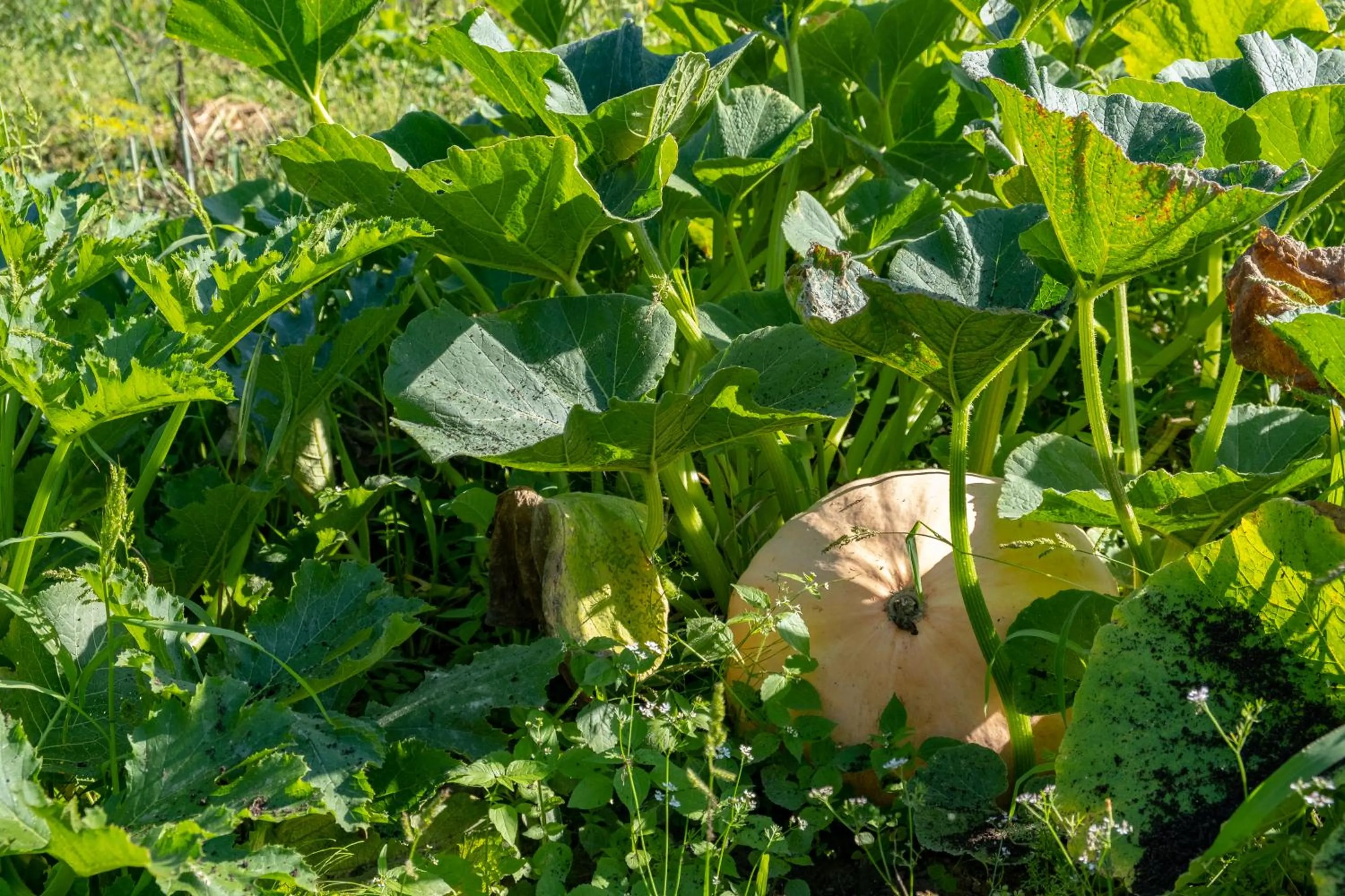 Siedlisko Leszczewek