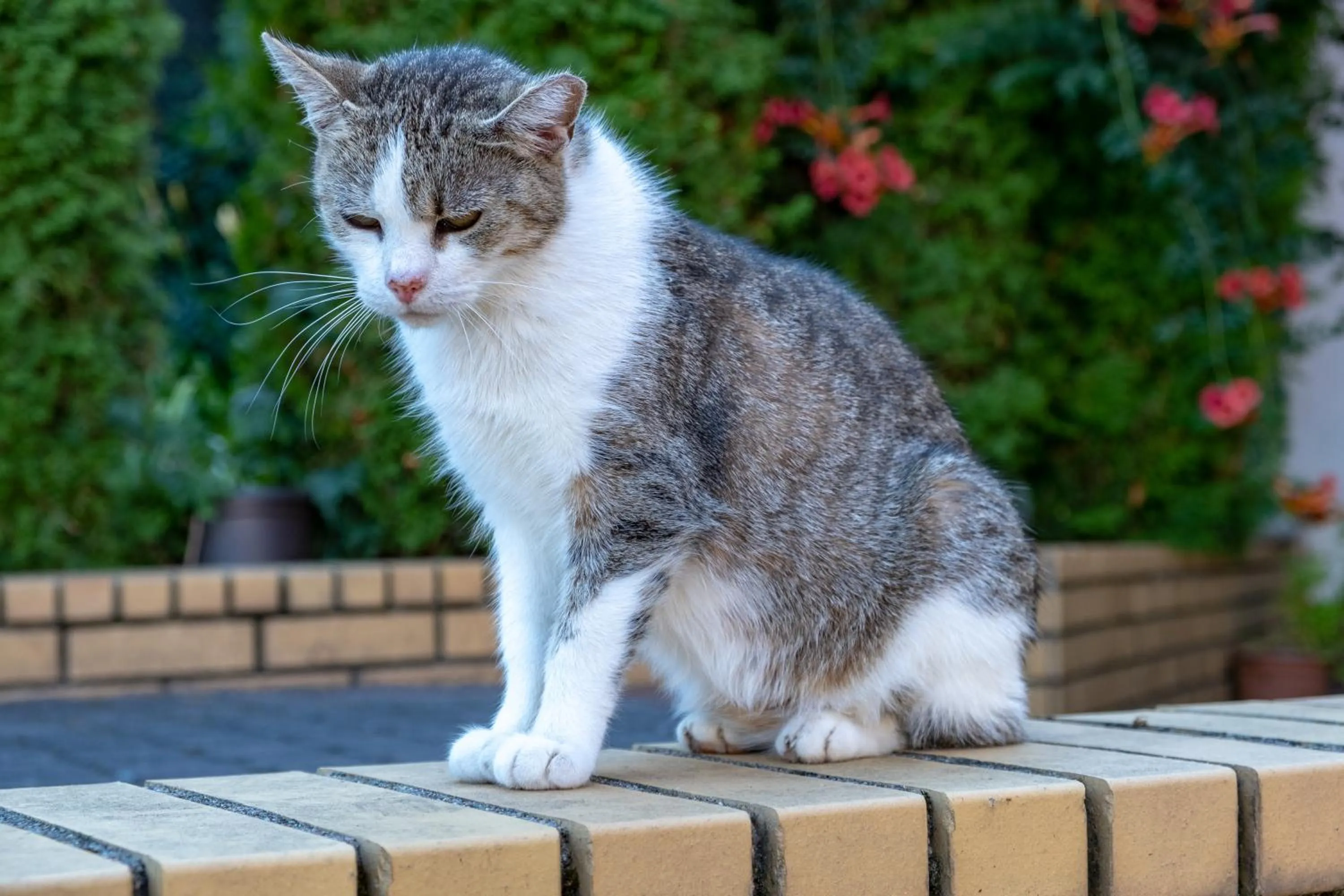 Siedlisko Leszczewek