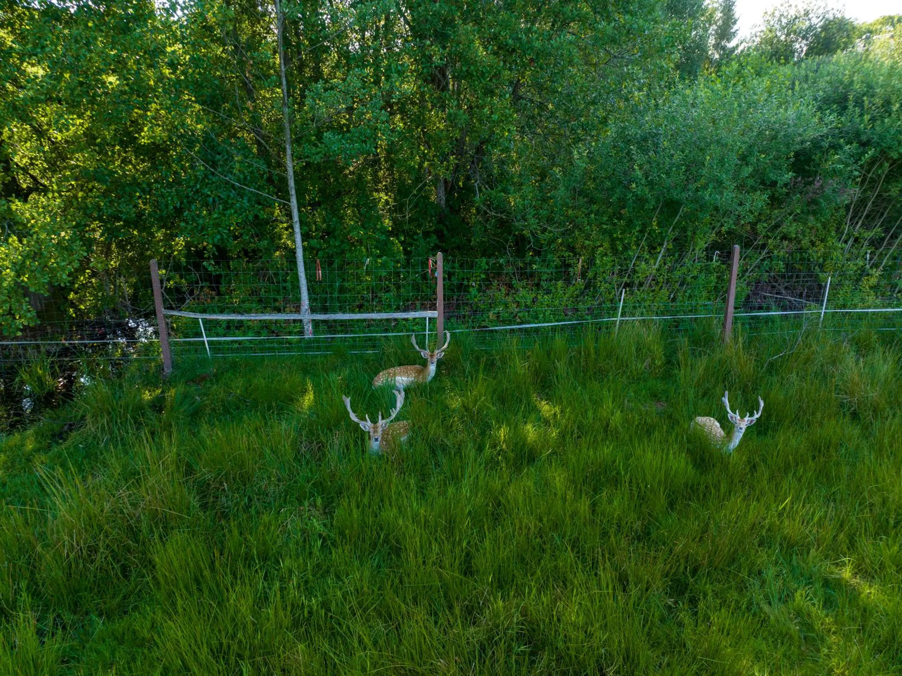 Siedlisko Leszczewek
