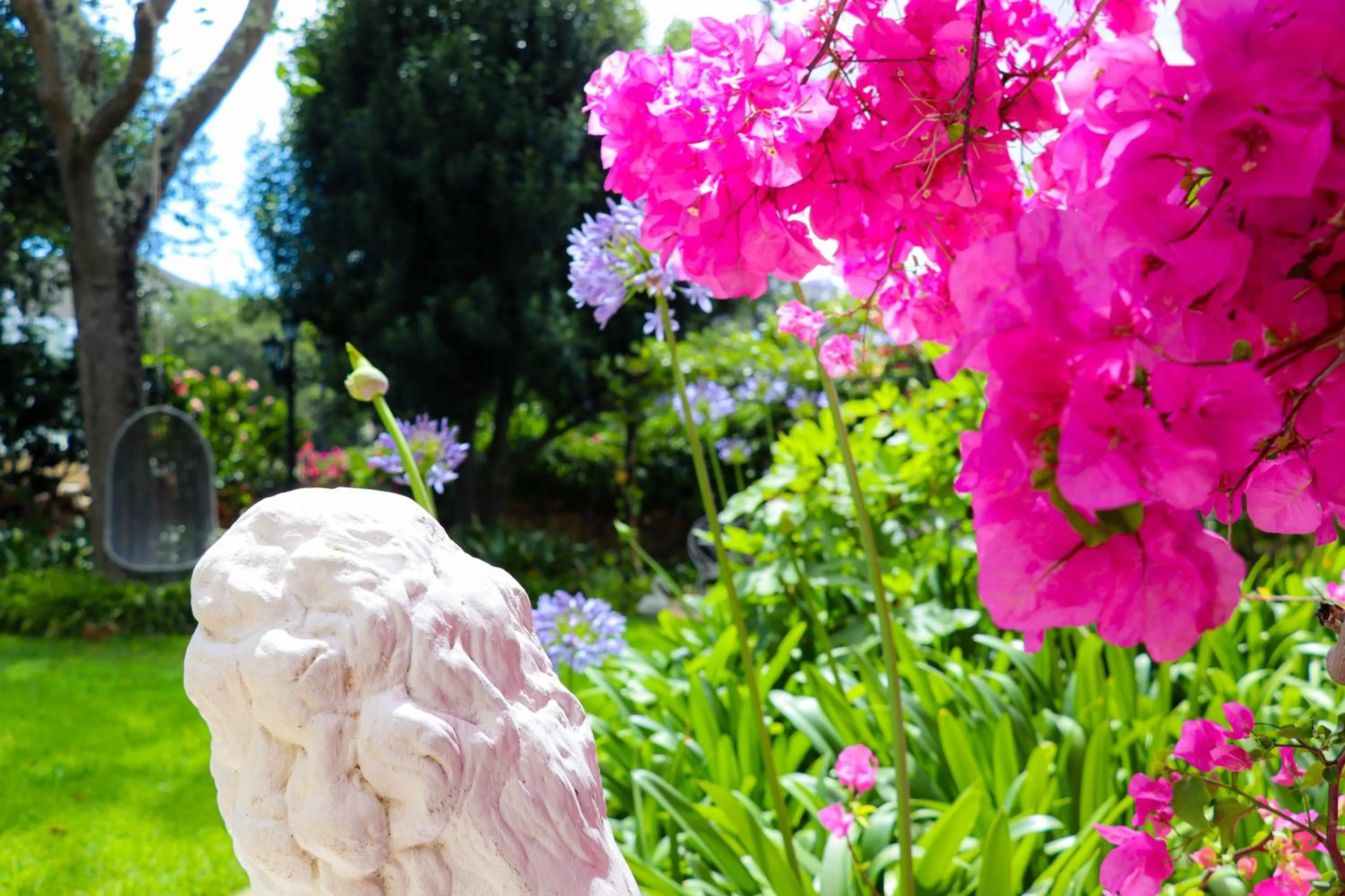 Garden in Carmichael House Boutique Hotel