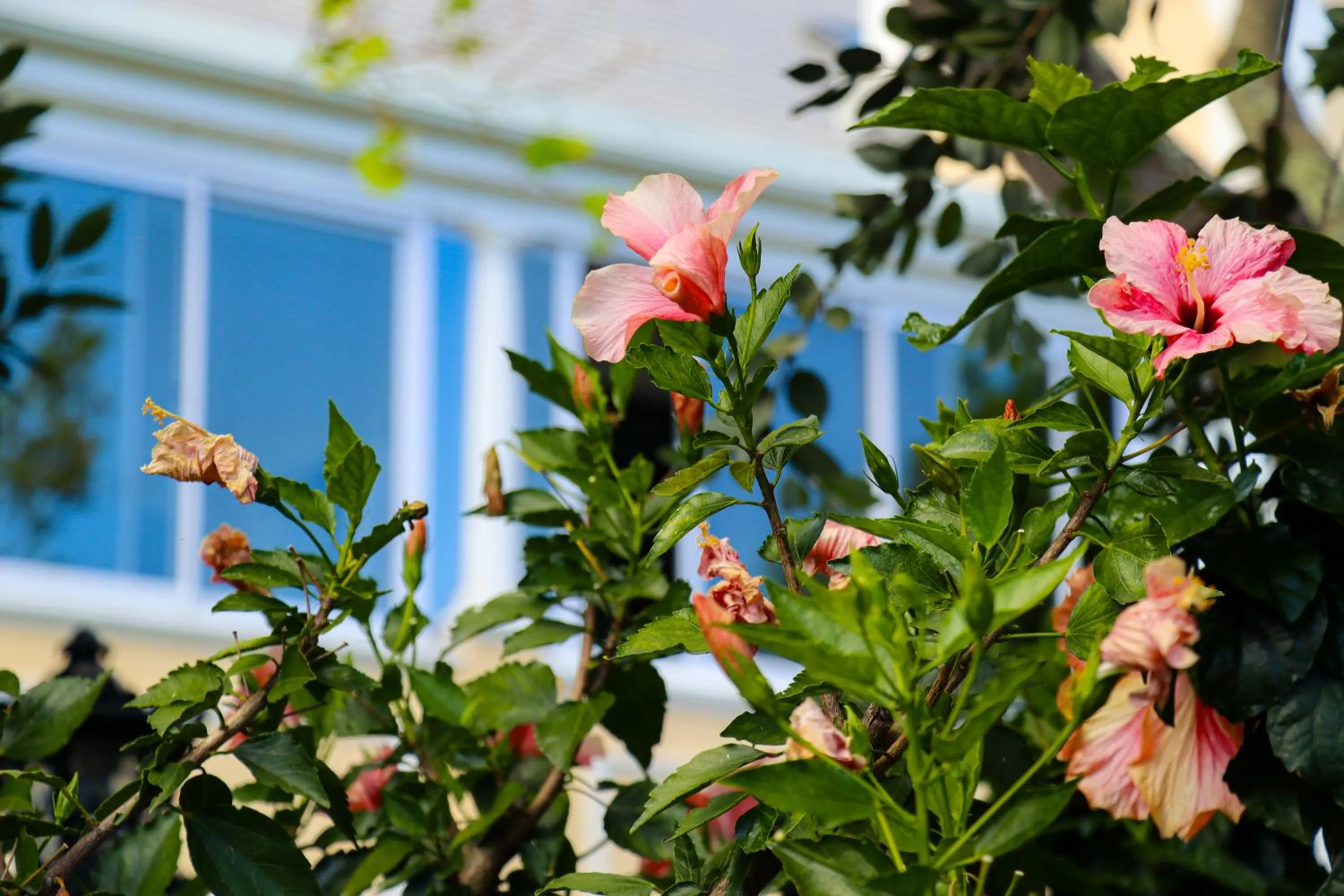 Property building in Carmichael House Boutique Hotel