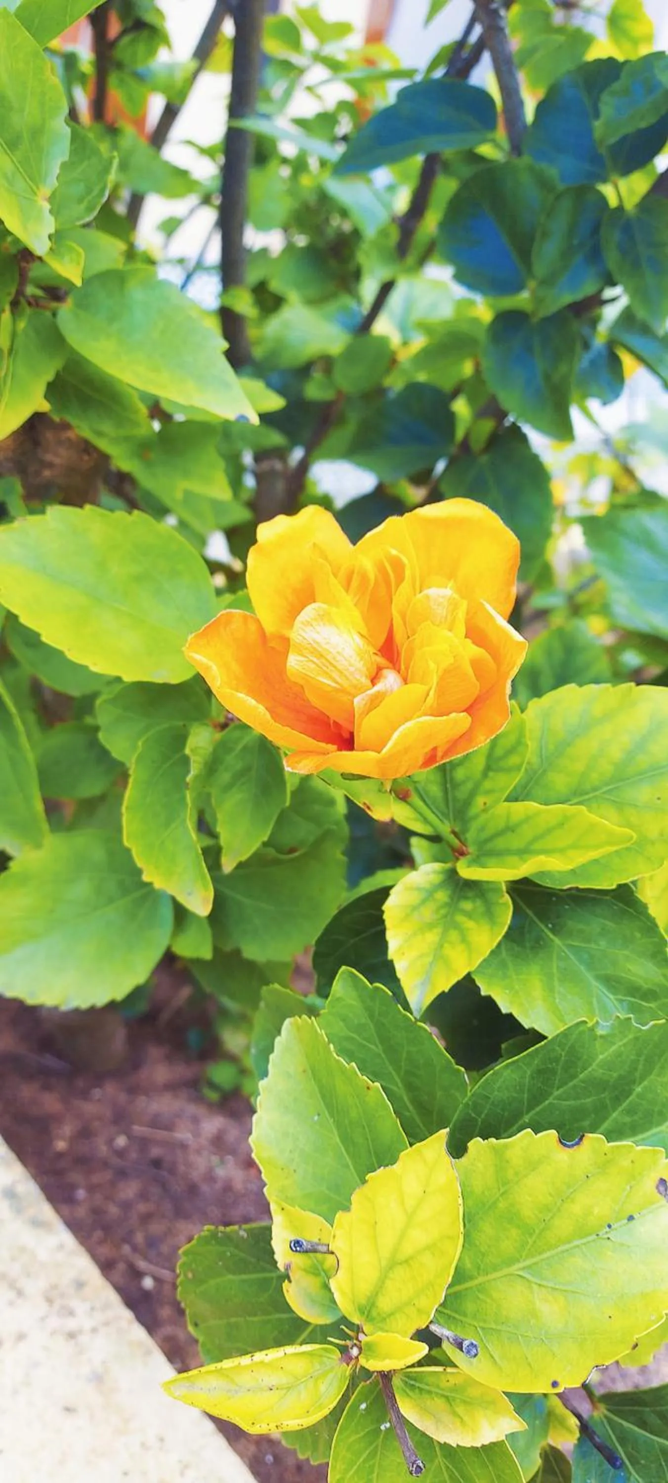 Spring in Villa Esmeralda