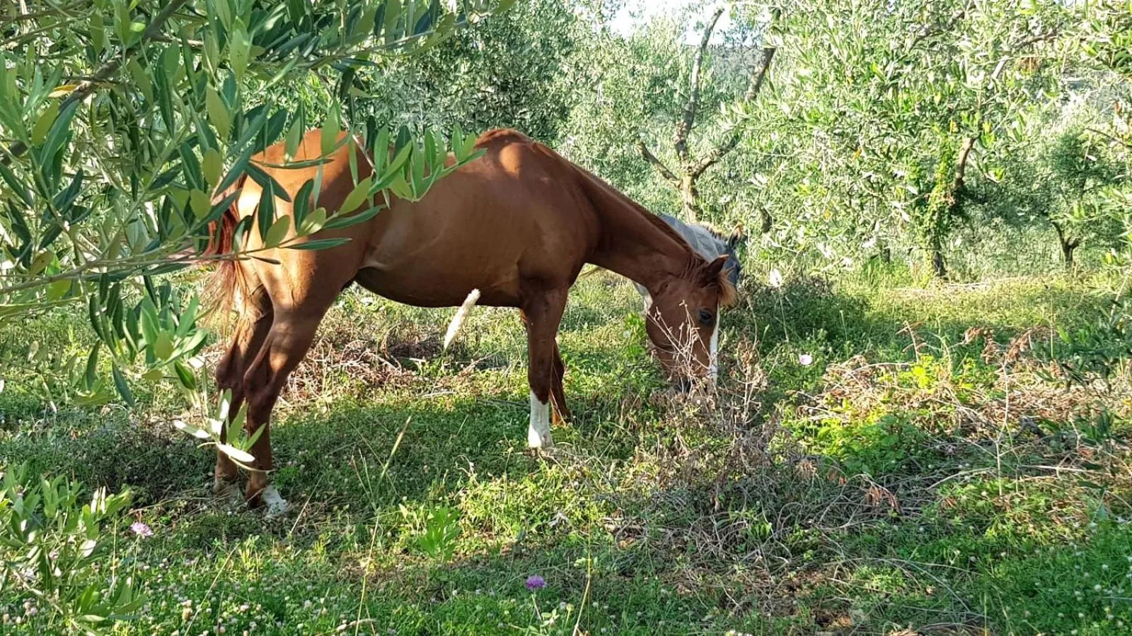Animals in RTA Costa Etrusca