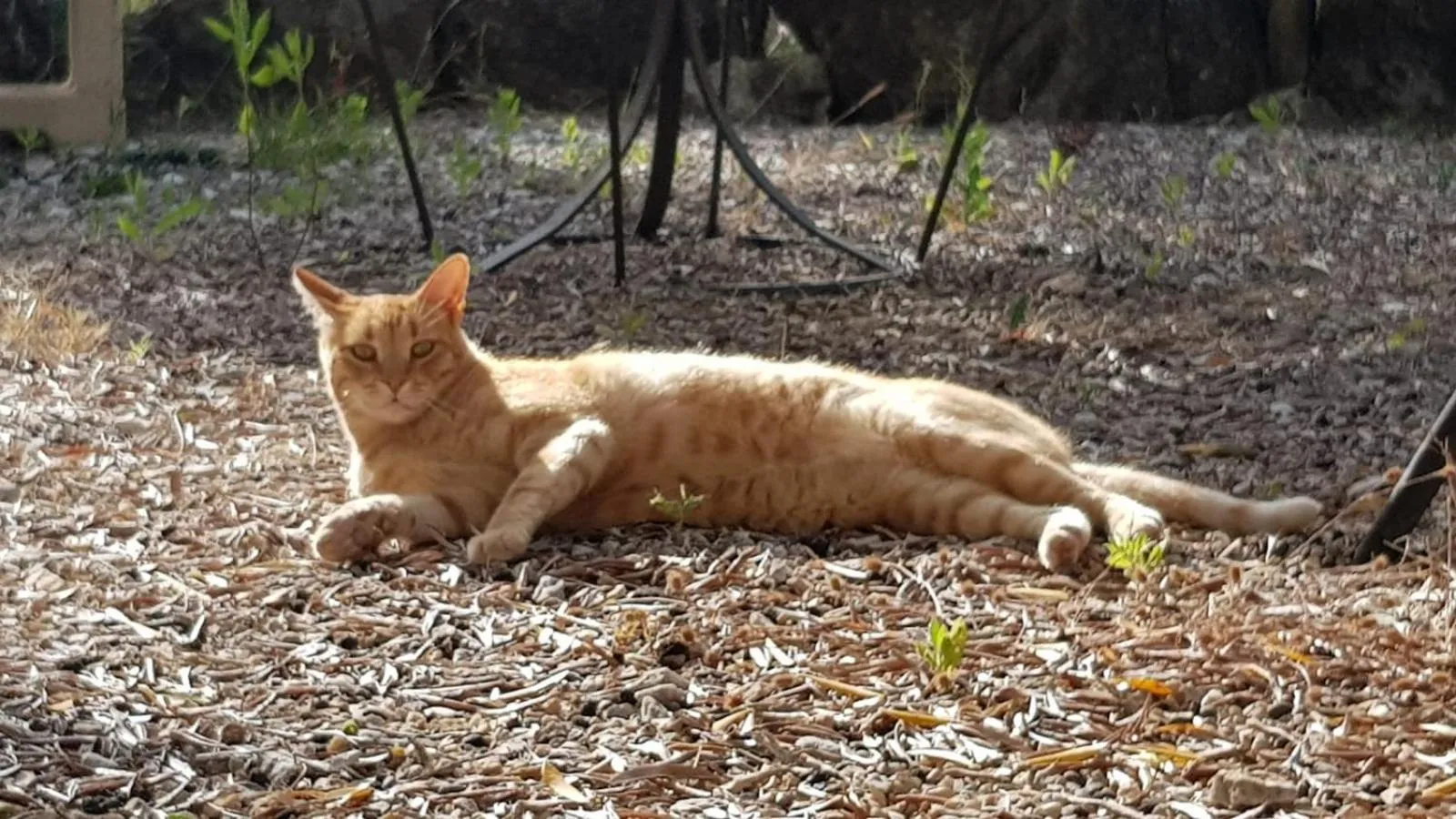 Pets in RTA Costa Etrusca