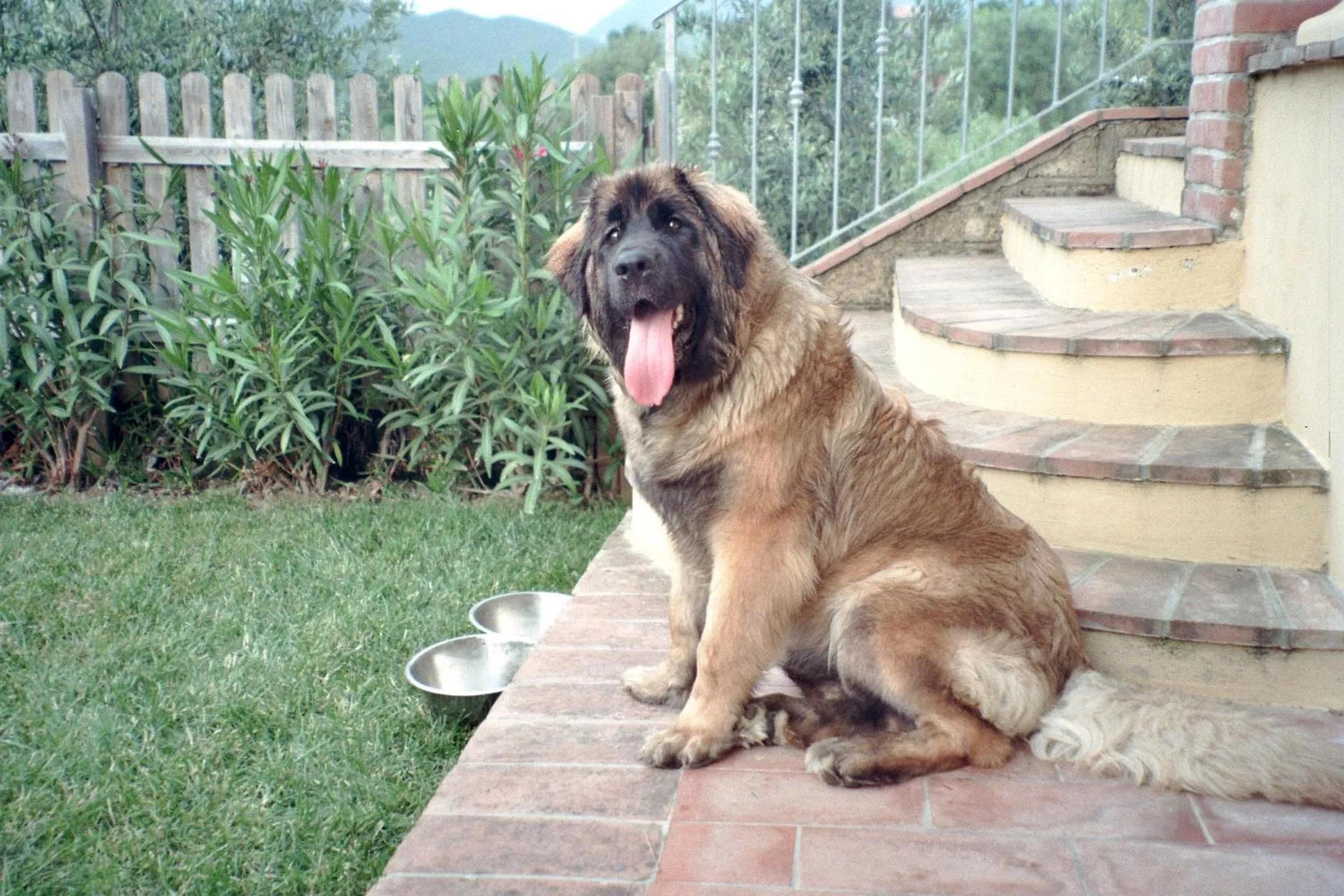 Pets in RTA Costa Etrusca