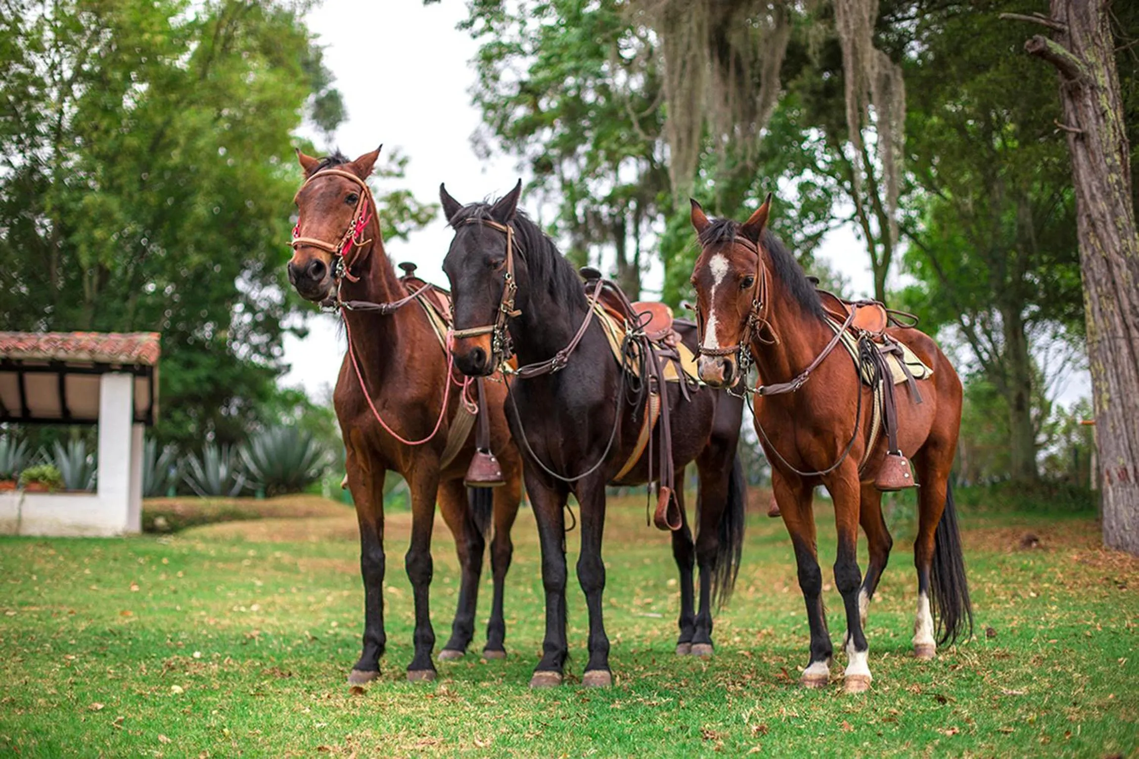 Horse-riding in D'Acosta Hotel Sochagota