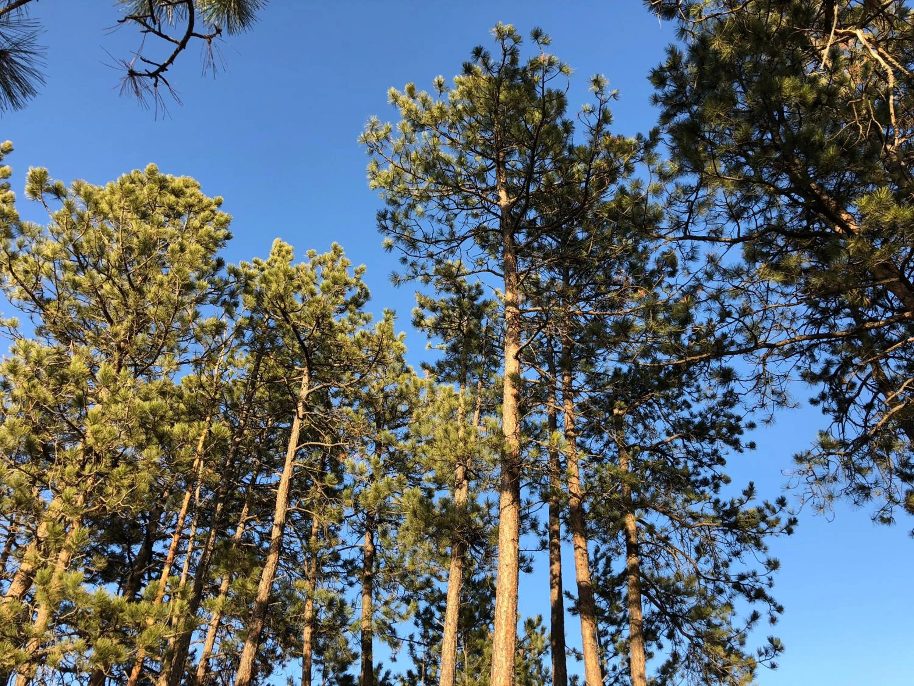 Natural landscape in Rockerville Lodge & Cabins