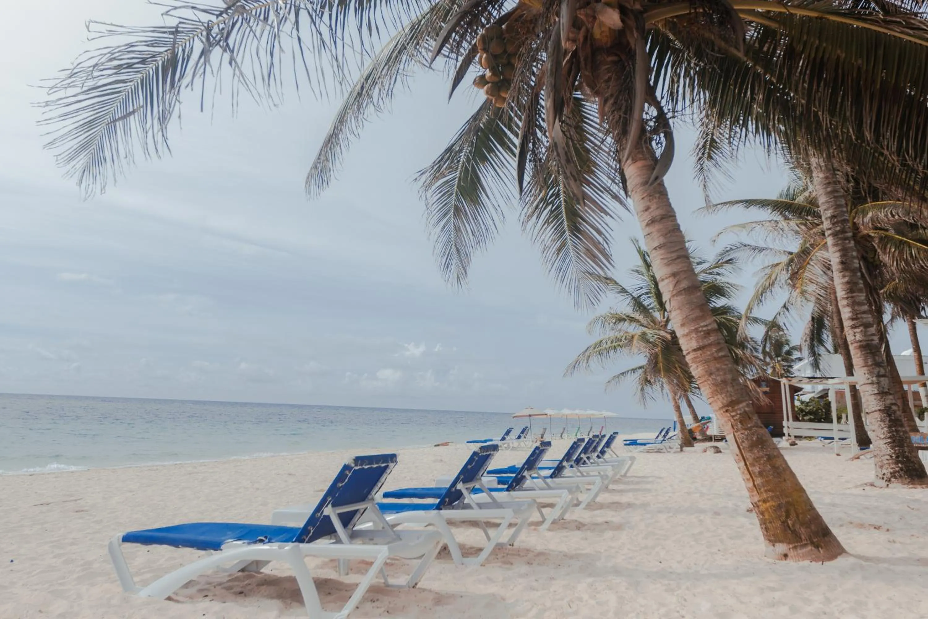 Beach in Hotel San Luis Beach House By OxoHotel