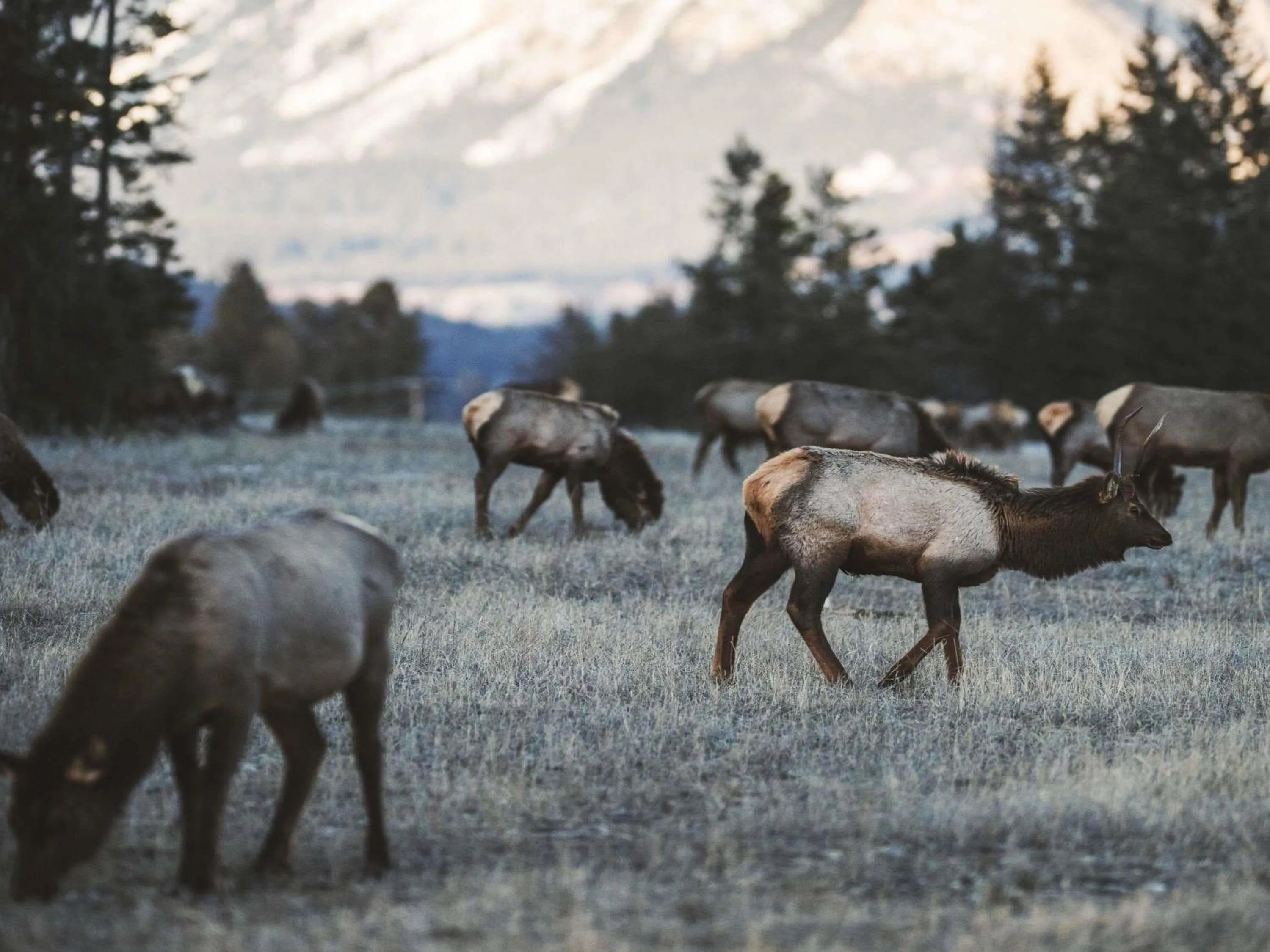 Other in Fairmont Jasper Park Lodge