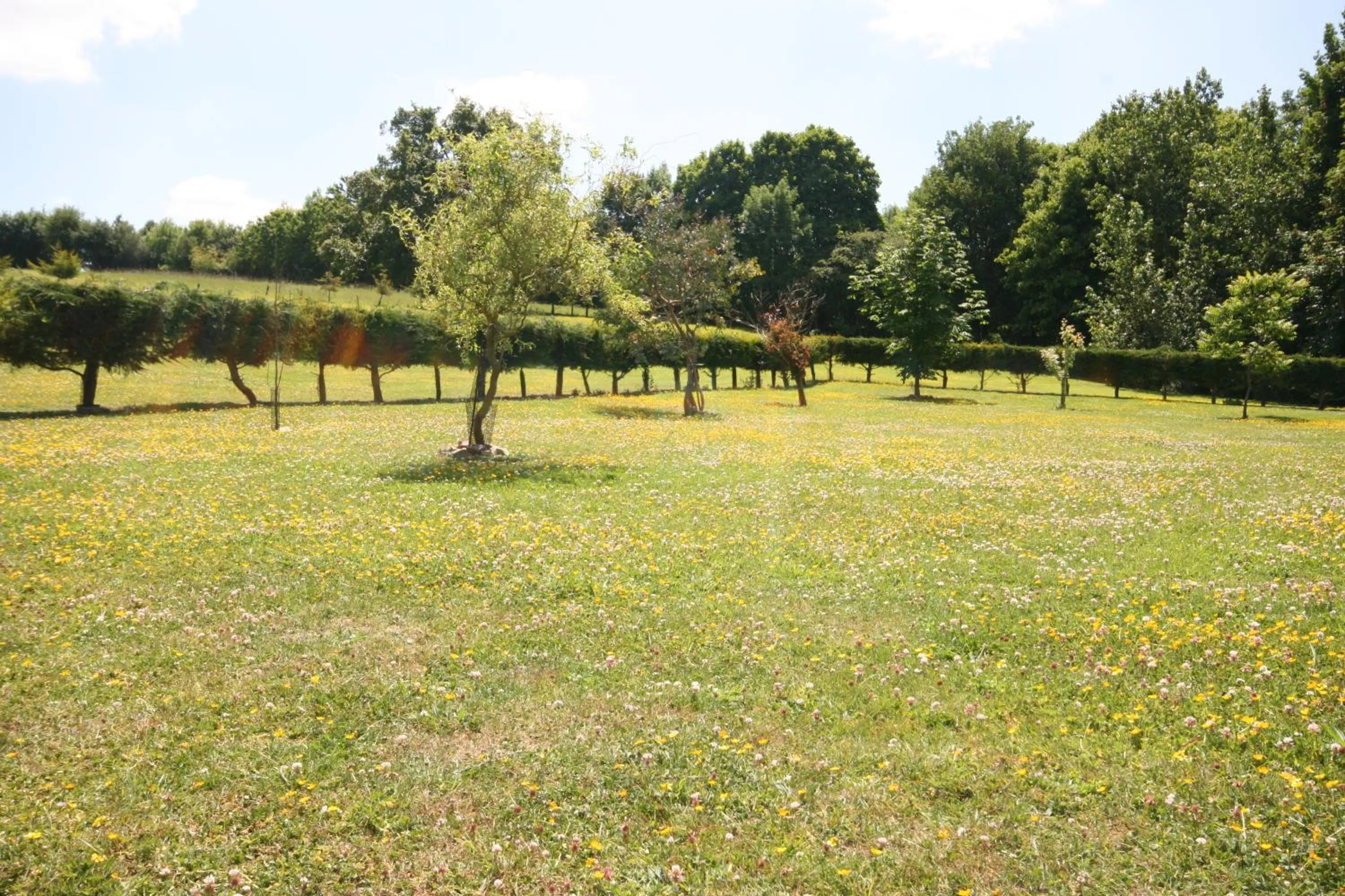 Garden in Upper Neatham Mill