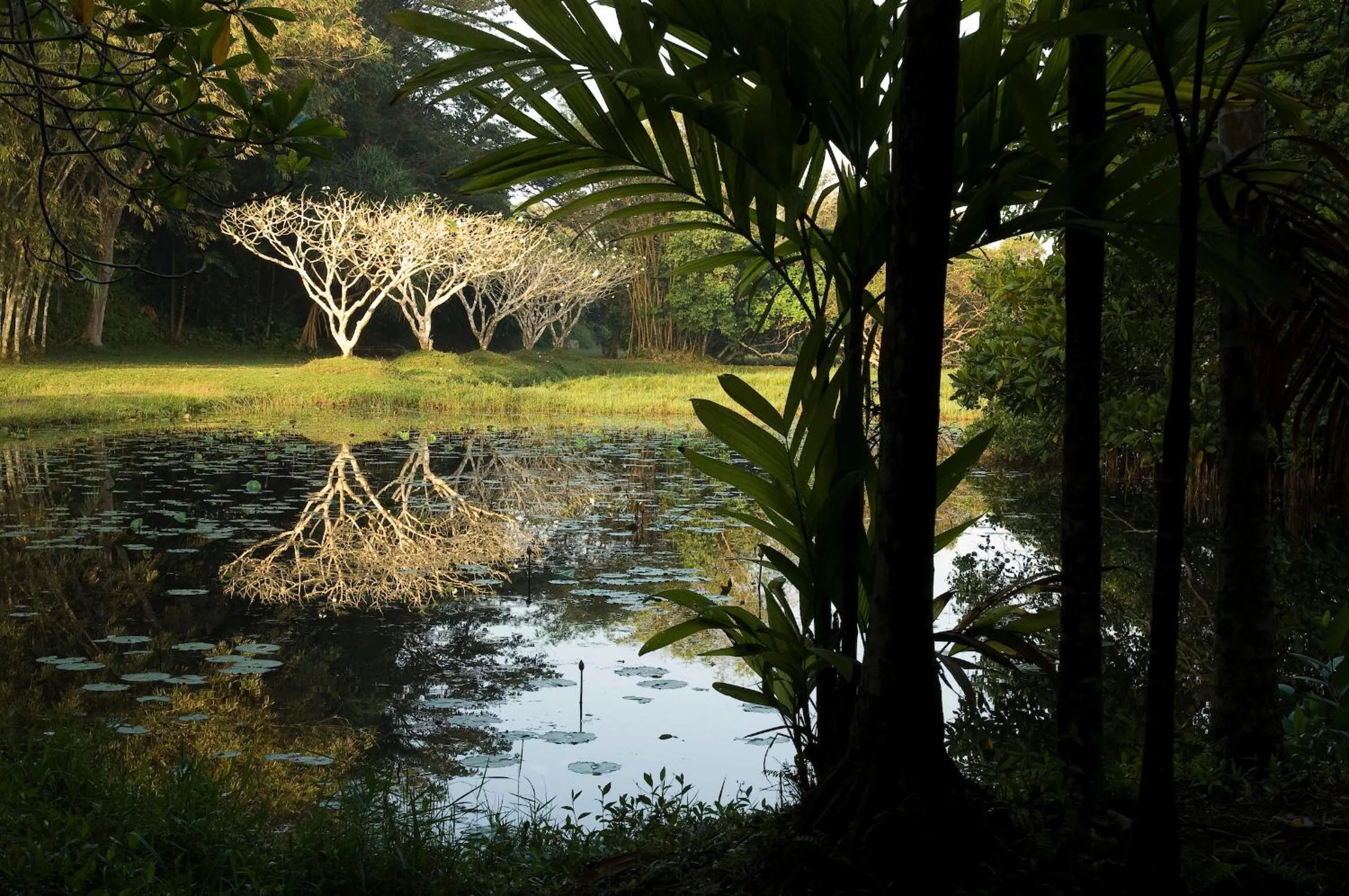 Natural landscape in Lunuganga Estate