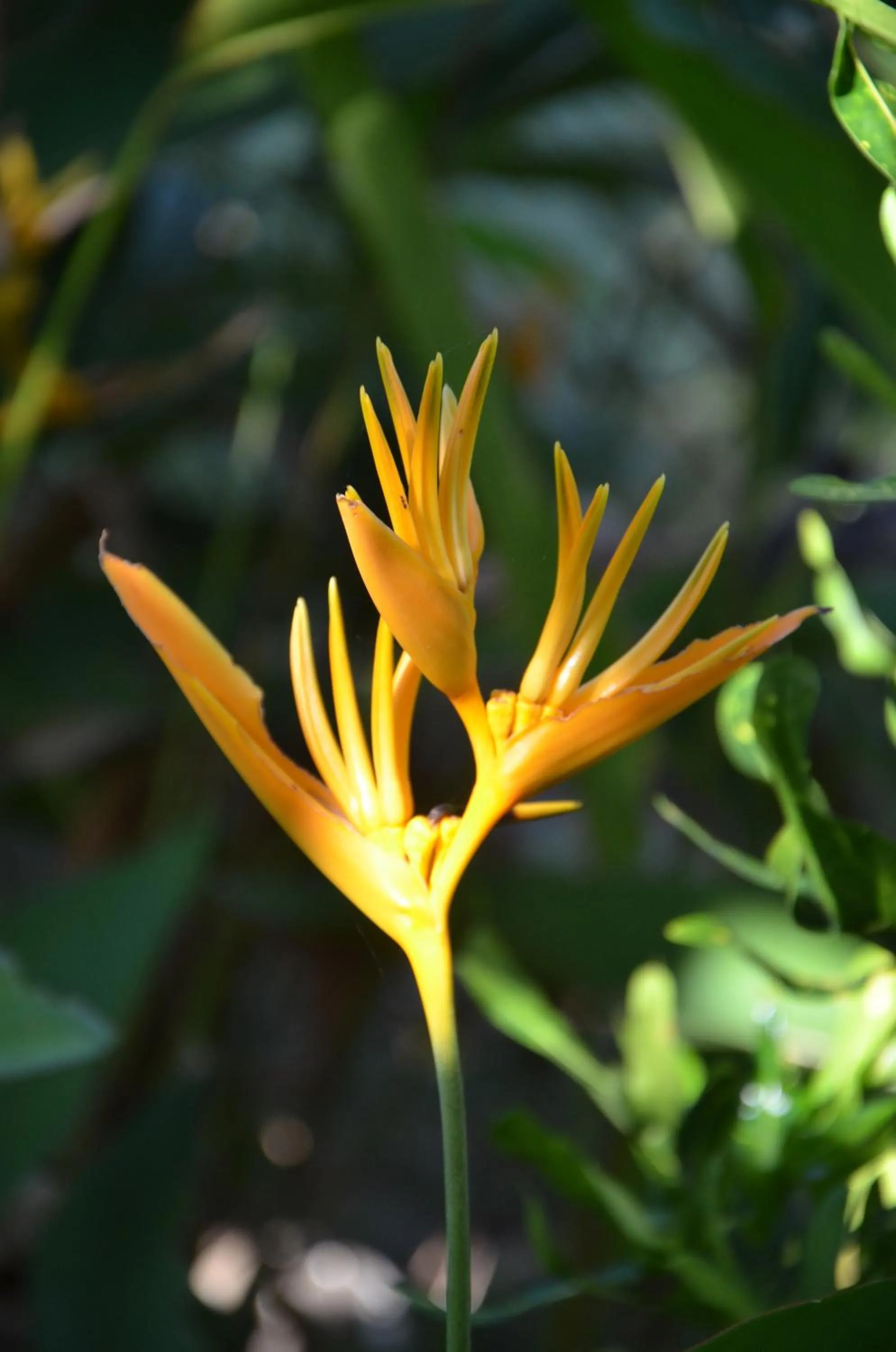 Garden in Big BamBoo Beach Resort Sipalay
