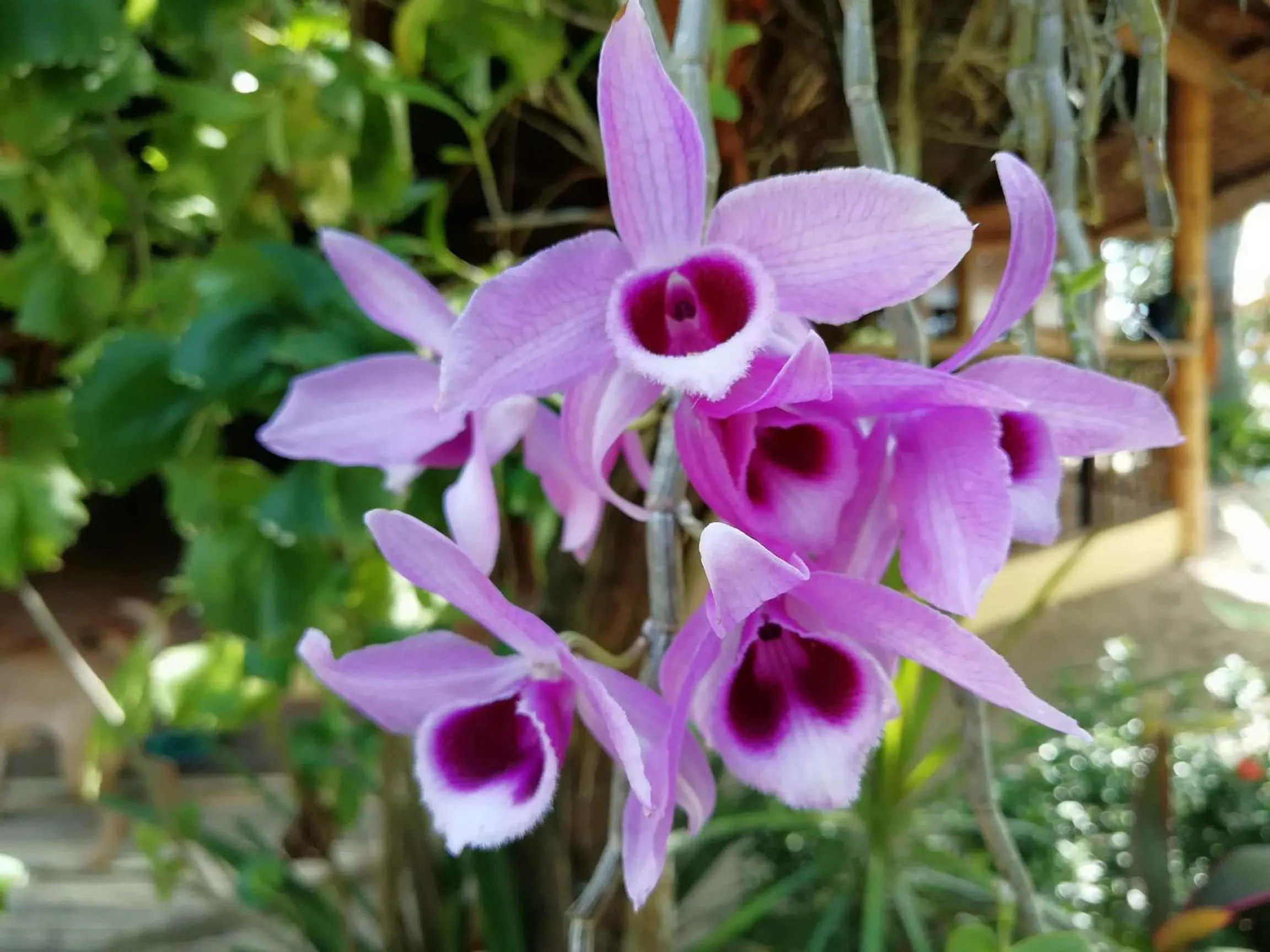 Garden in Big BamBoo Beach Resort Sipalay