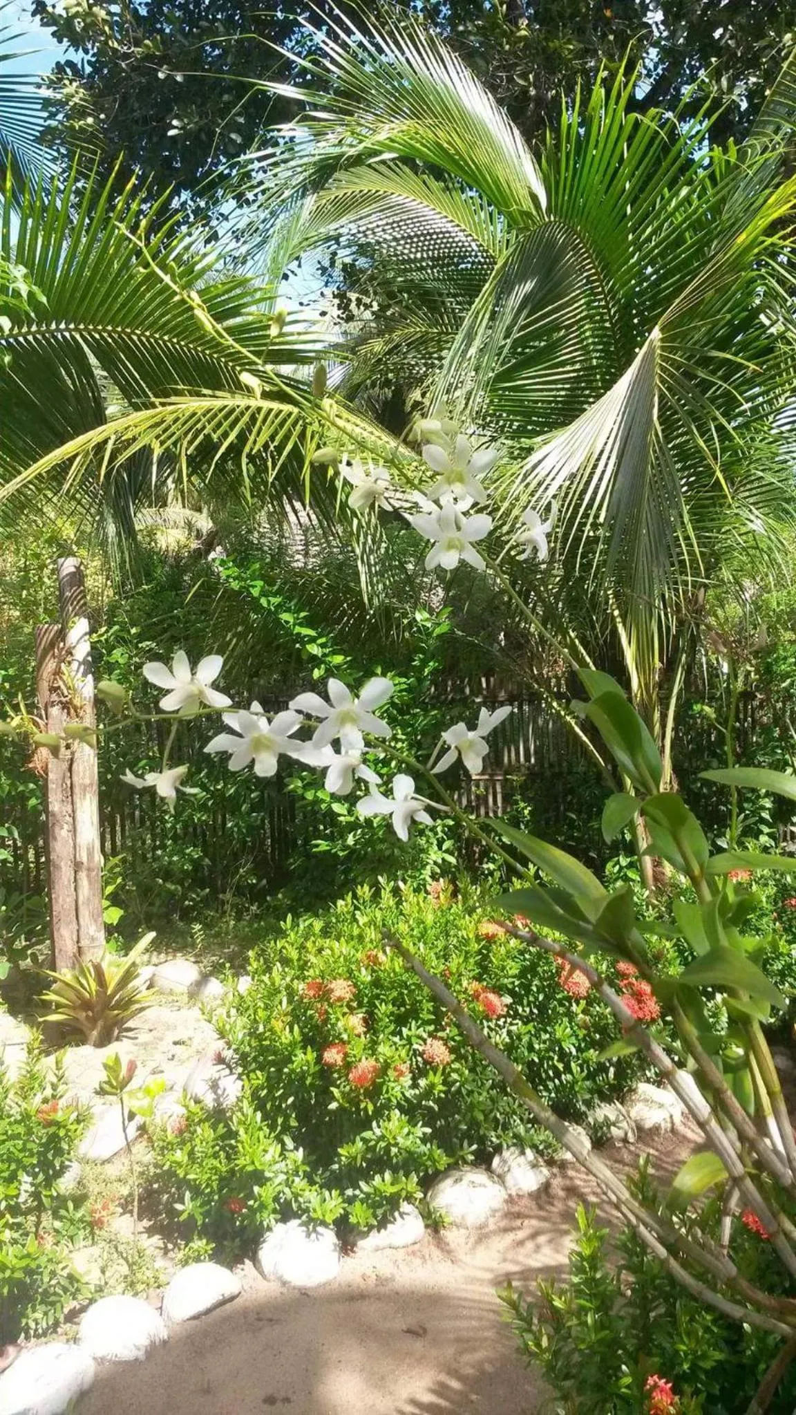 Garden in Big BamBoo Beach Resort Sipalay