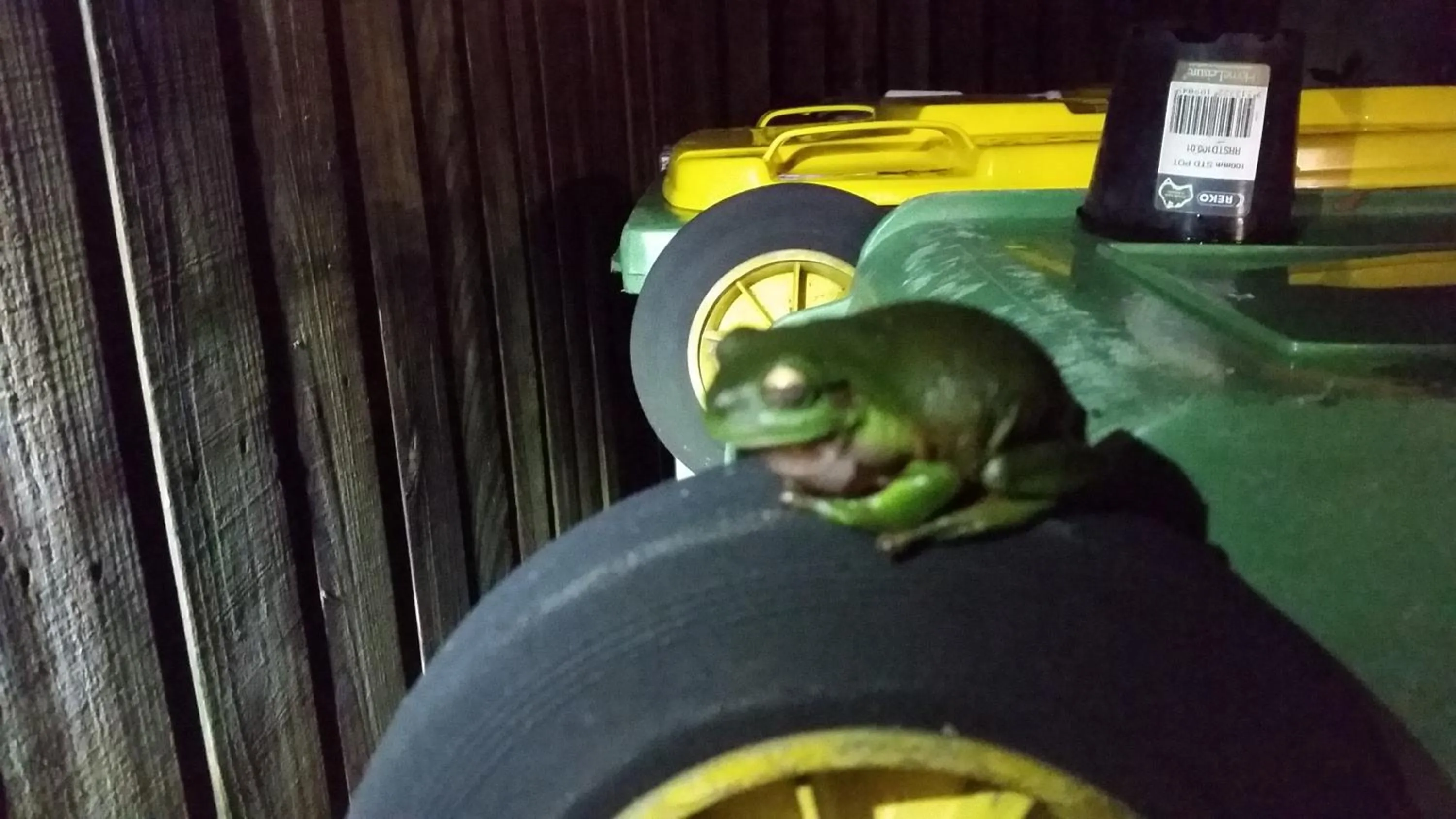 Animals in The Beach Place