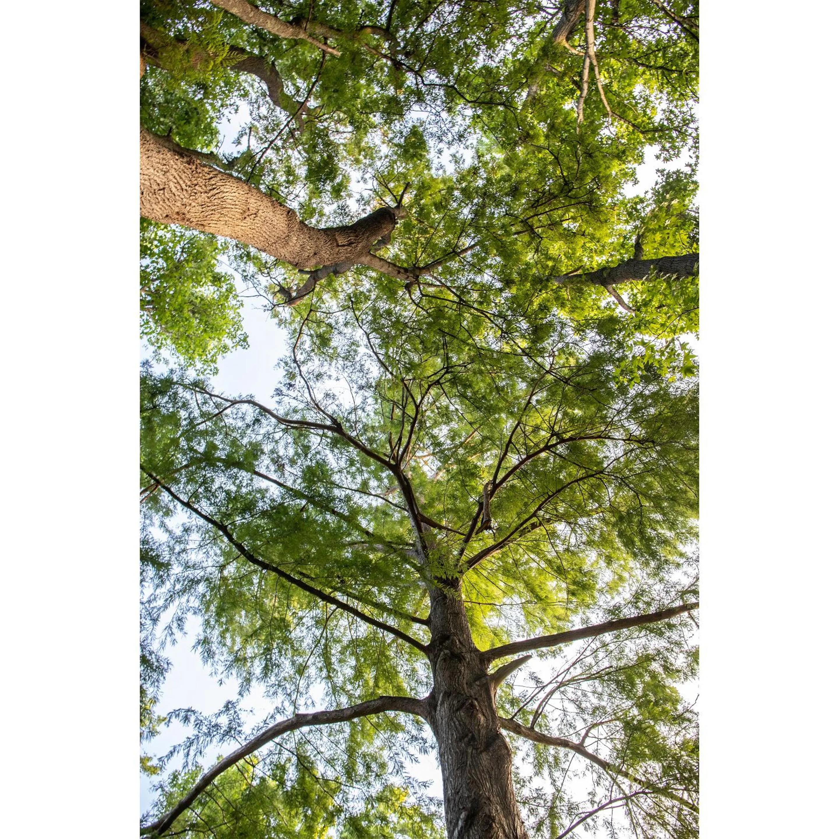 Natural landscape in Languedoc