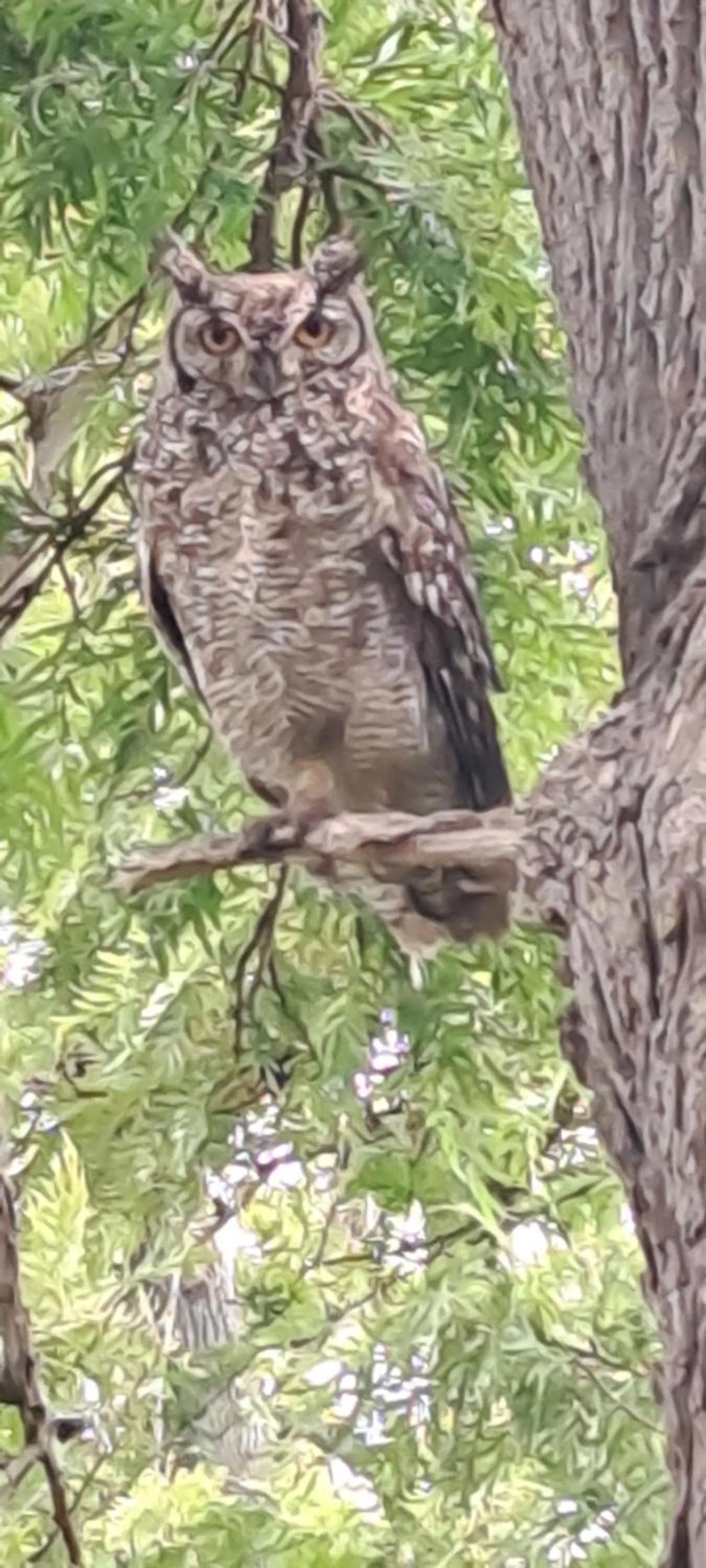 Animals in Languedoc
