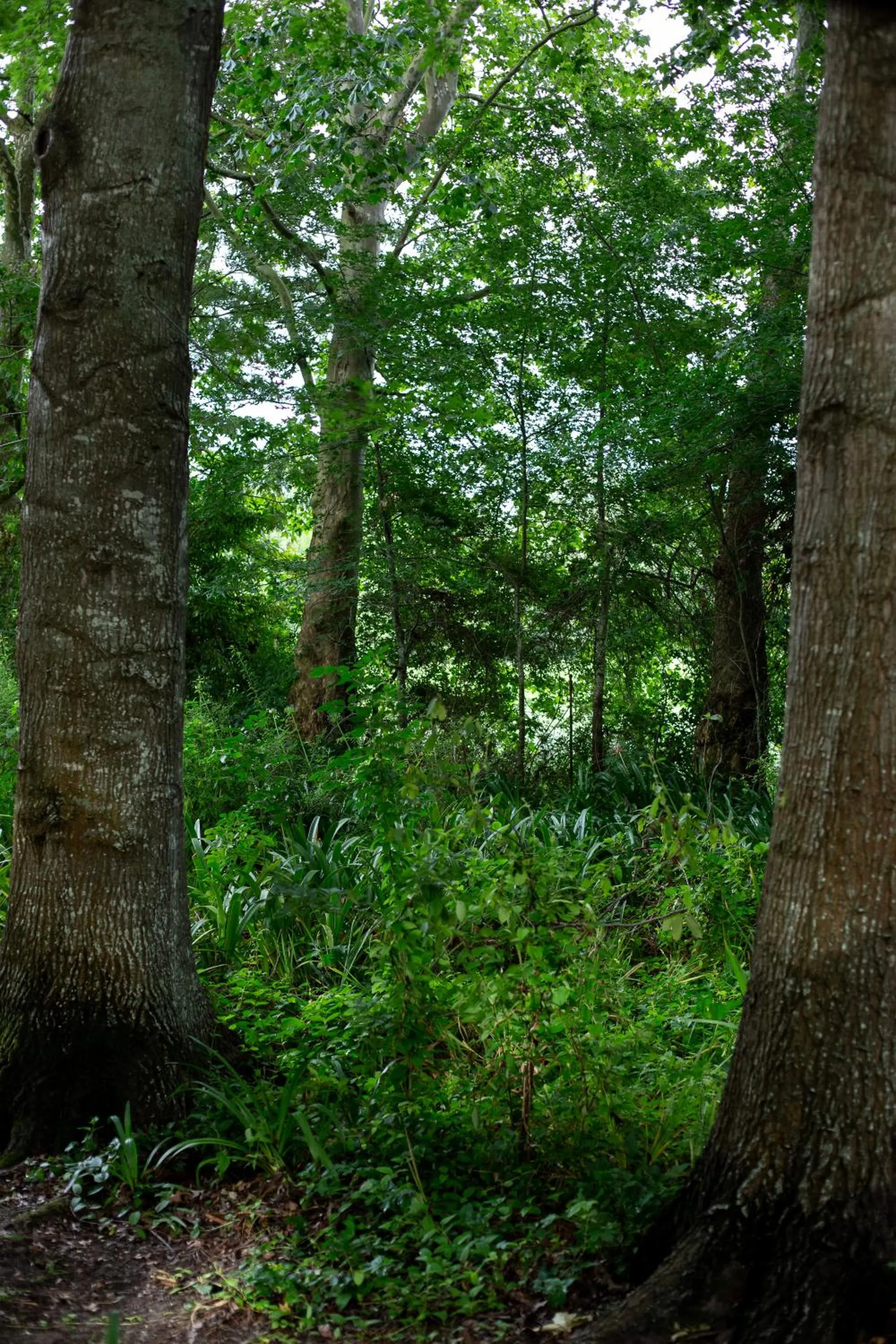 Natural landscape in Languedoc