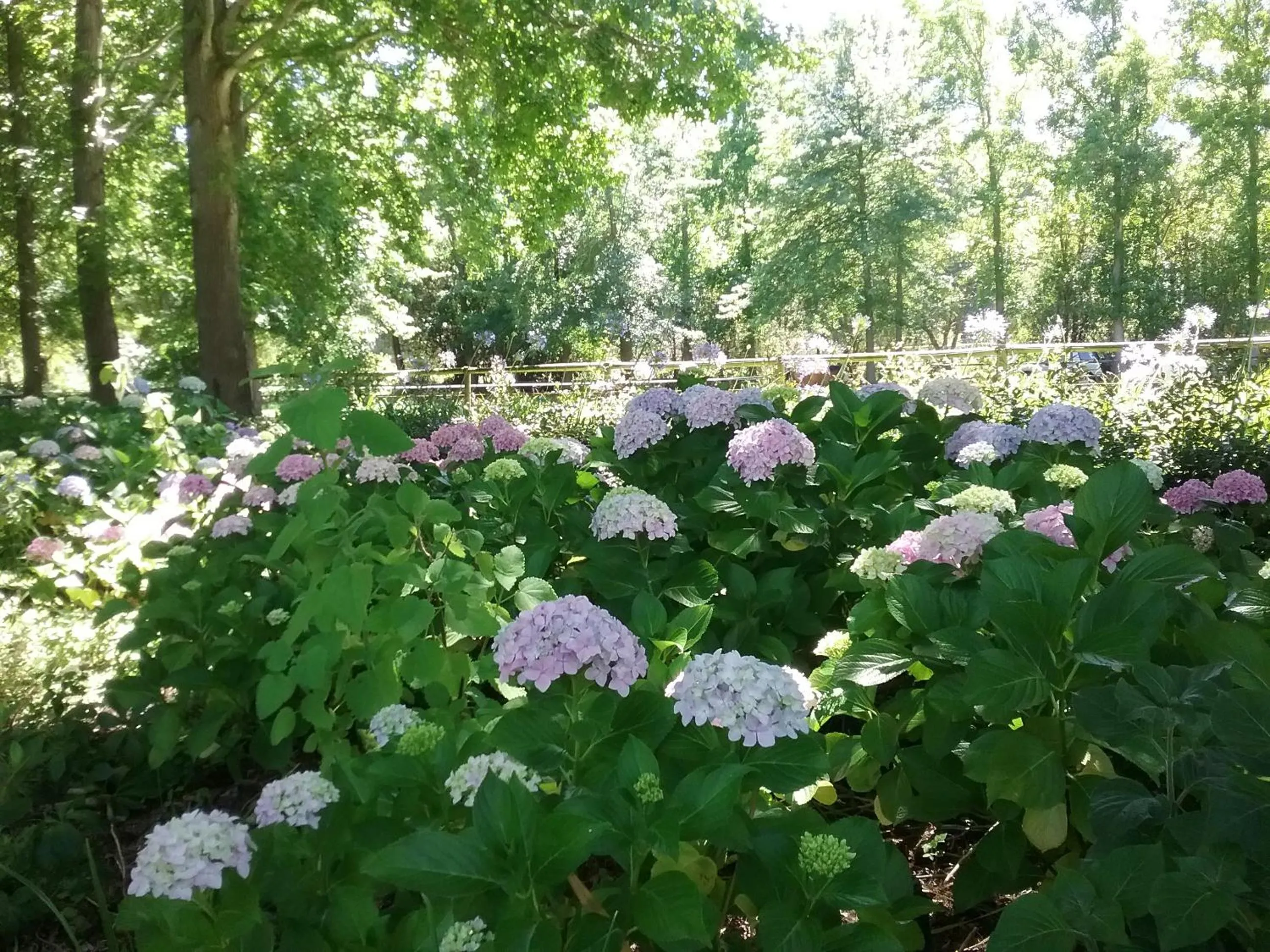 Garden in Languedoc