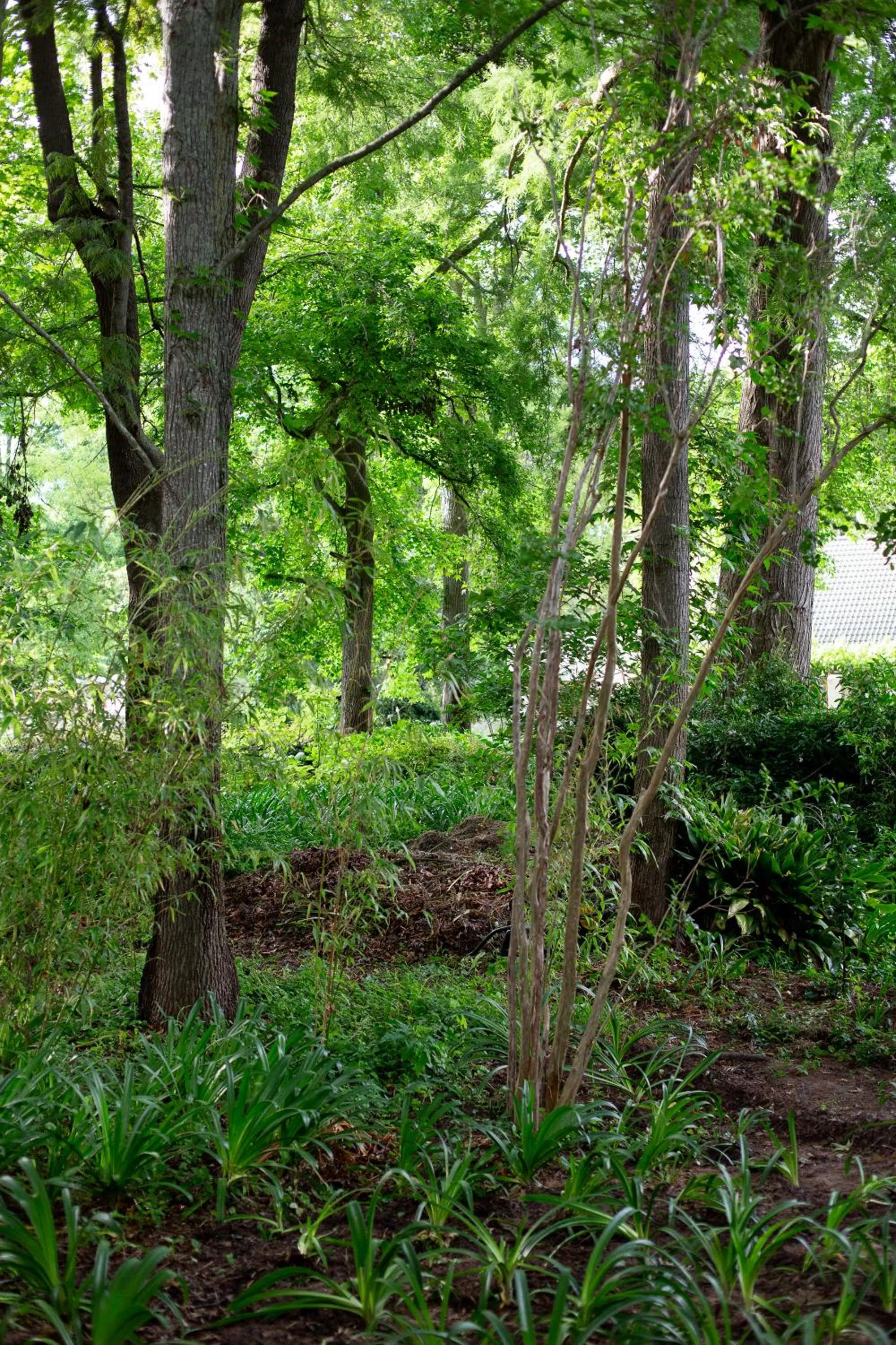 Natural landscape in Languedoc