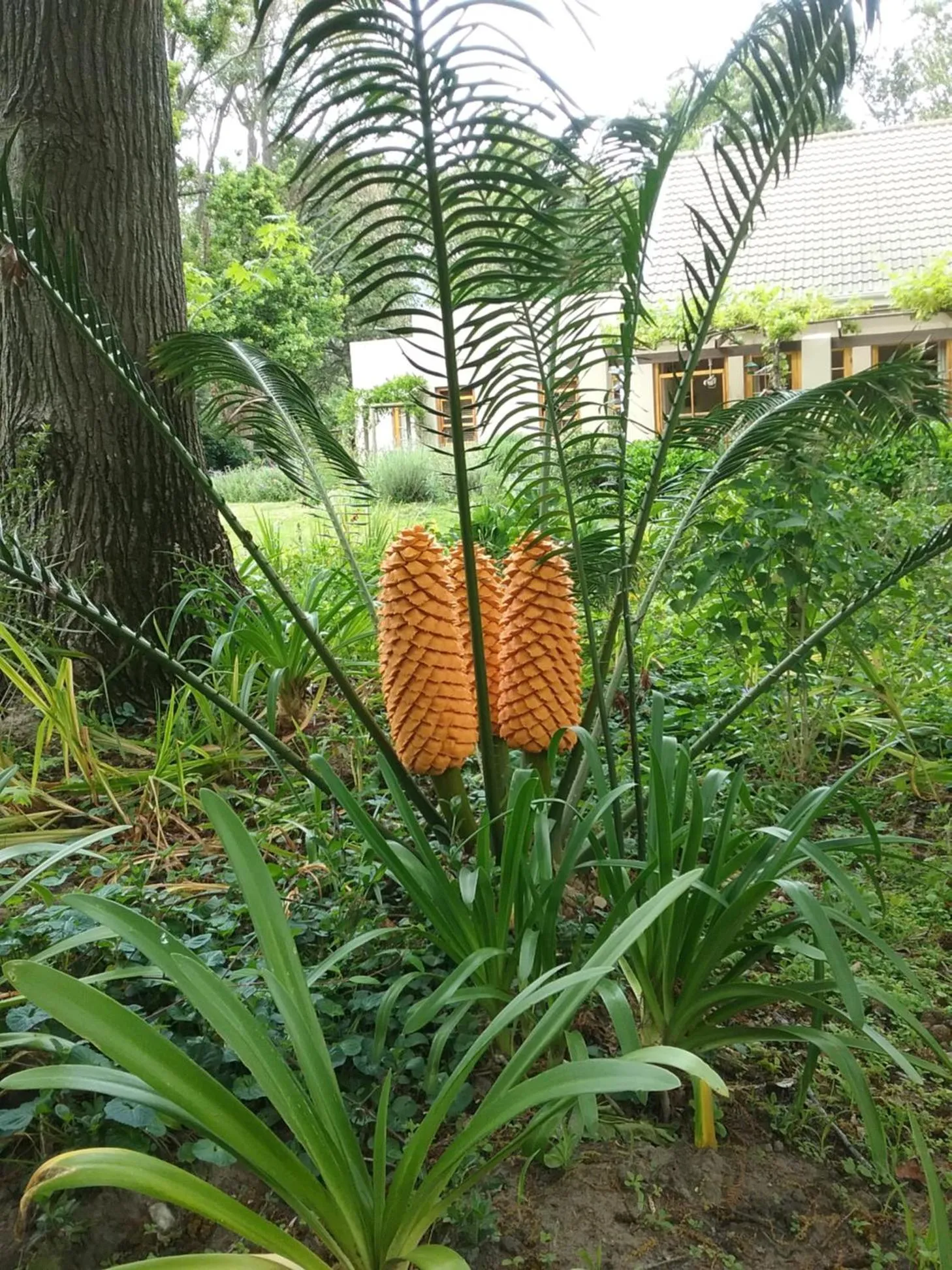 Garden in Languedoc