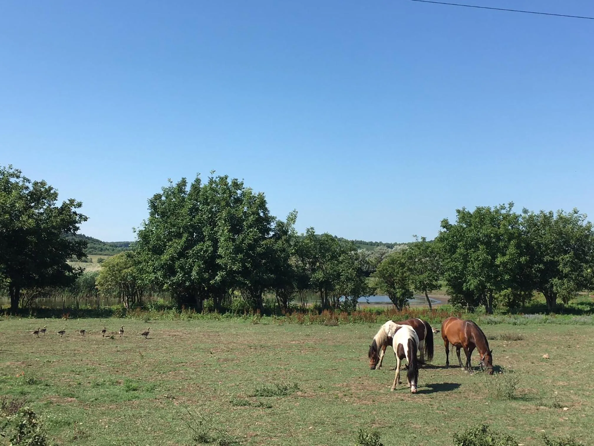 Nearby landmark in The Houses of History - anno 1830