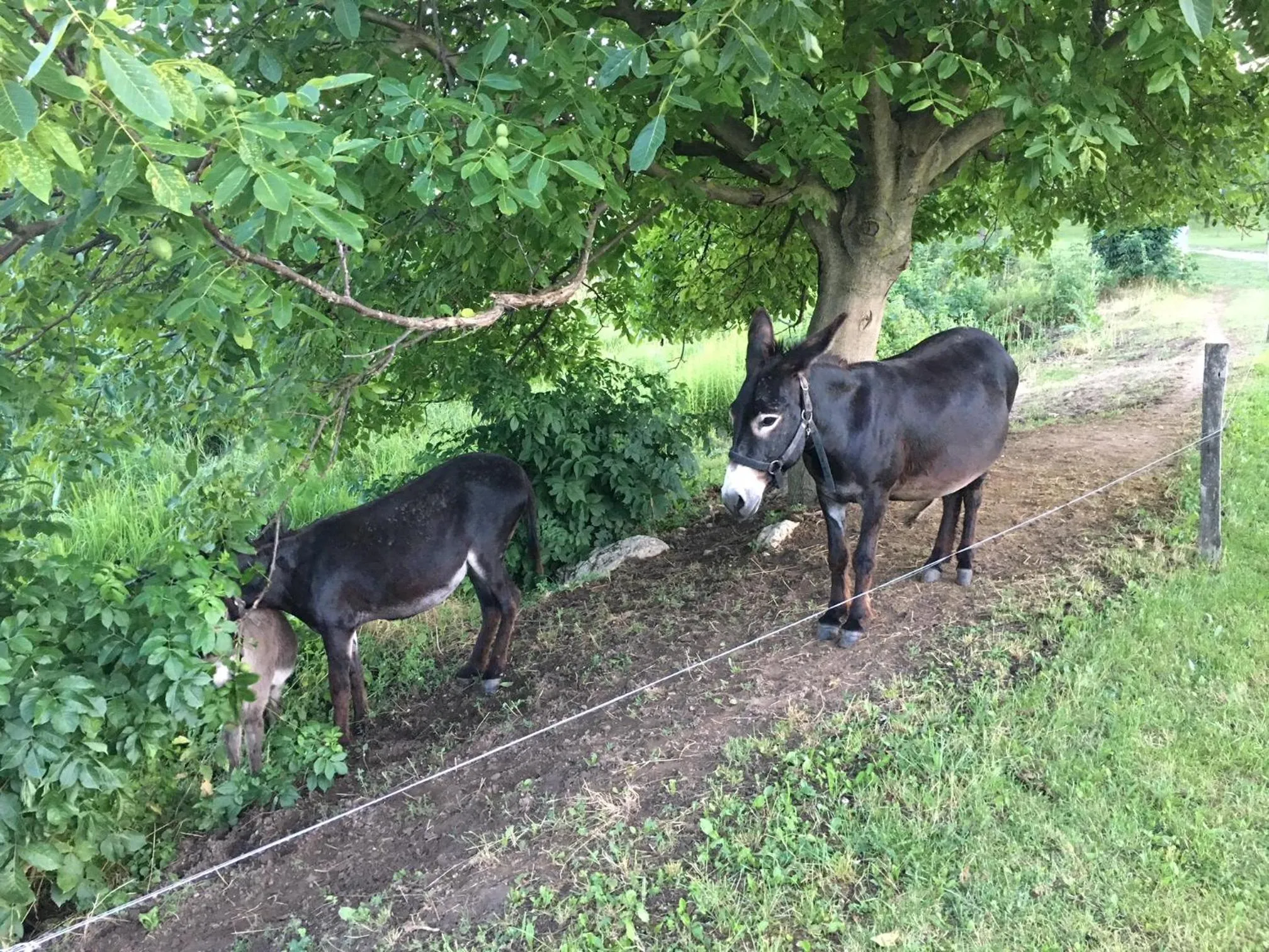 Nearby landmark in The Houses of History - anno 1830