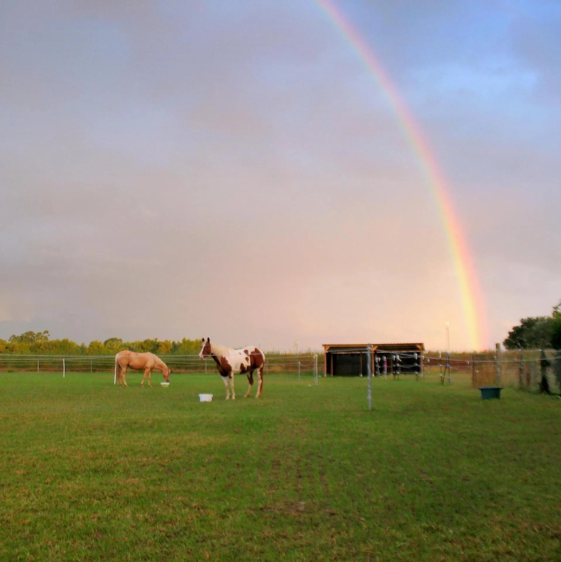 Animals in Ranch Bignaou