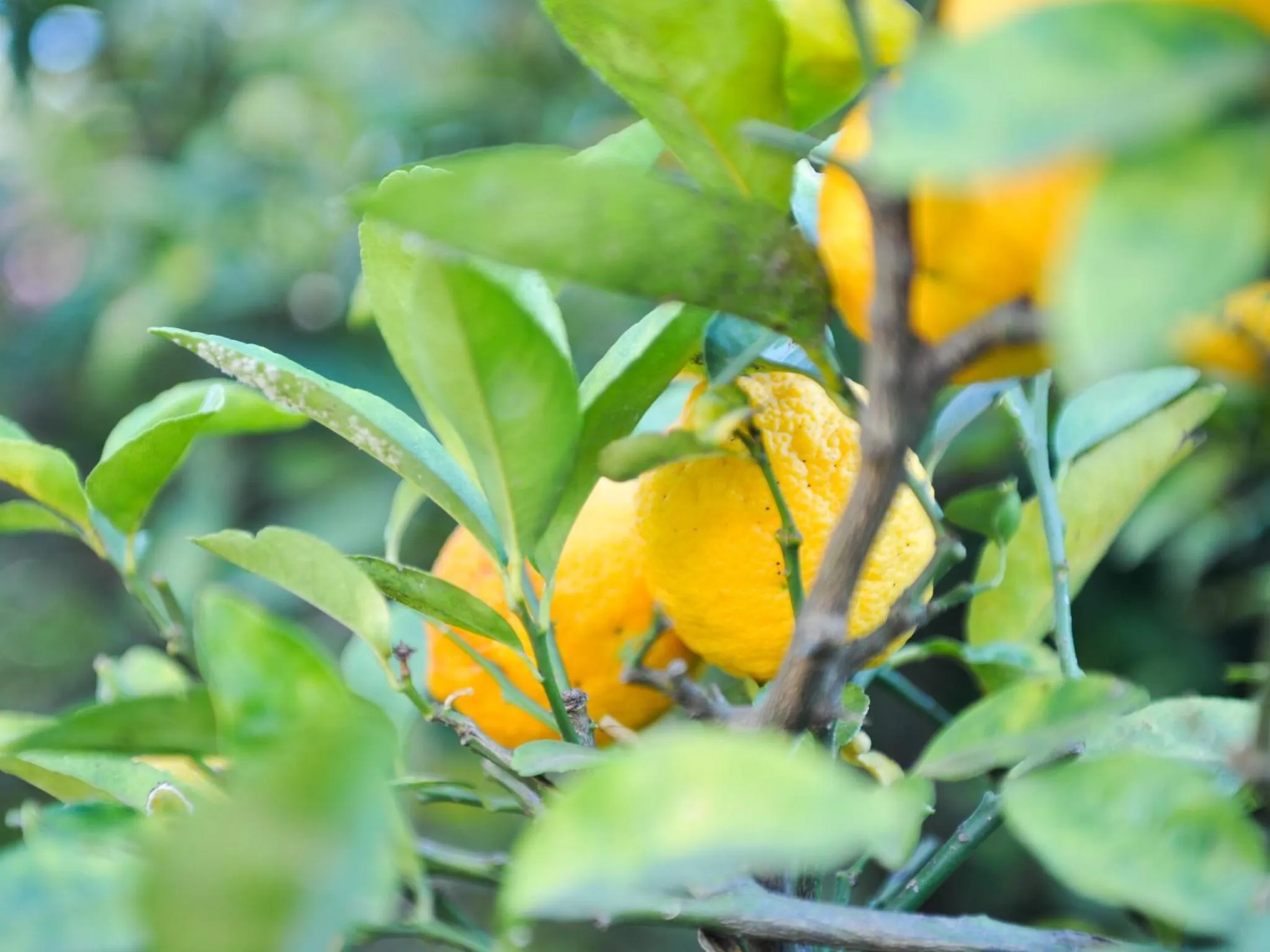 Garden in 5th Avenue Gooseberry Guest House