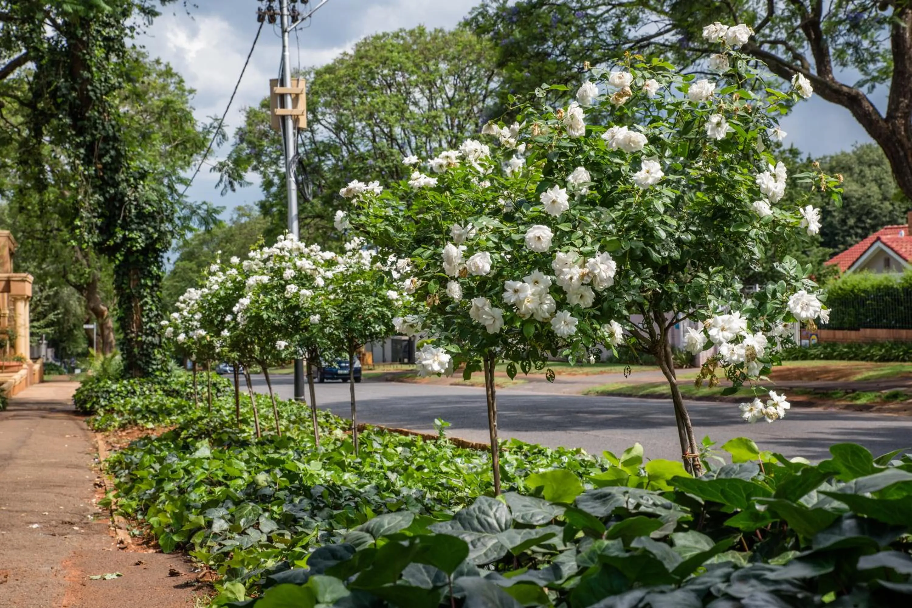Street view in 5th Avenue Gooseberry Guest House