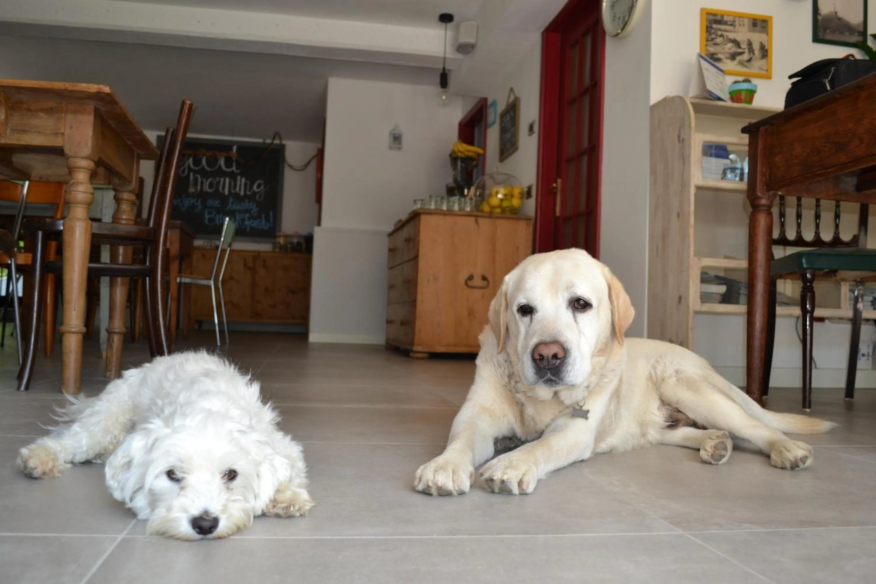 Pets in Hotel Villa Rina