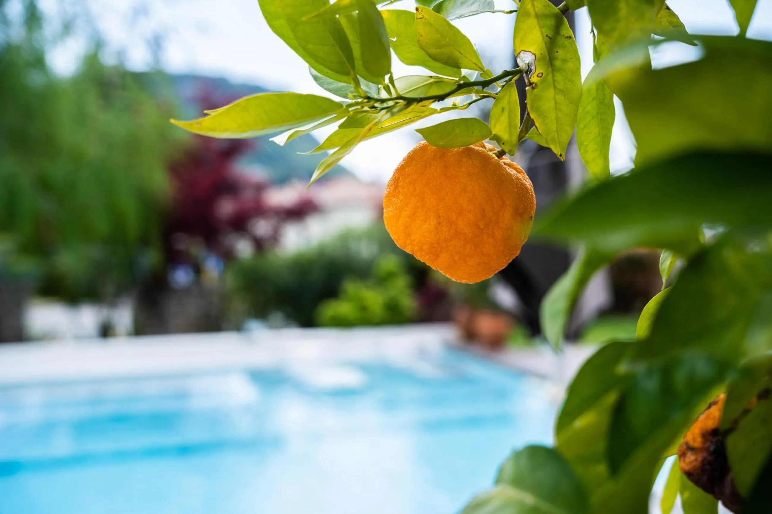 Swimming pool in Tobago