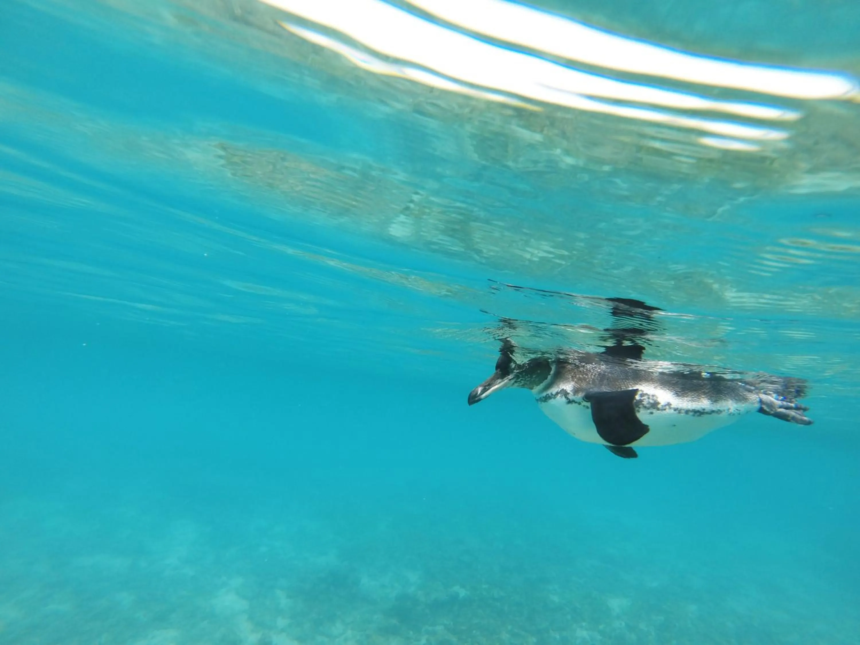 Snorkeling in The Wooden House Hotel