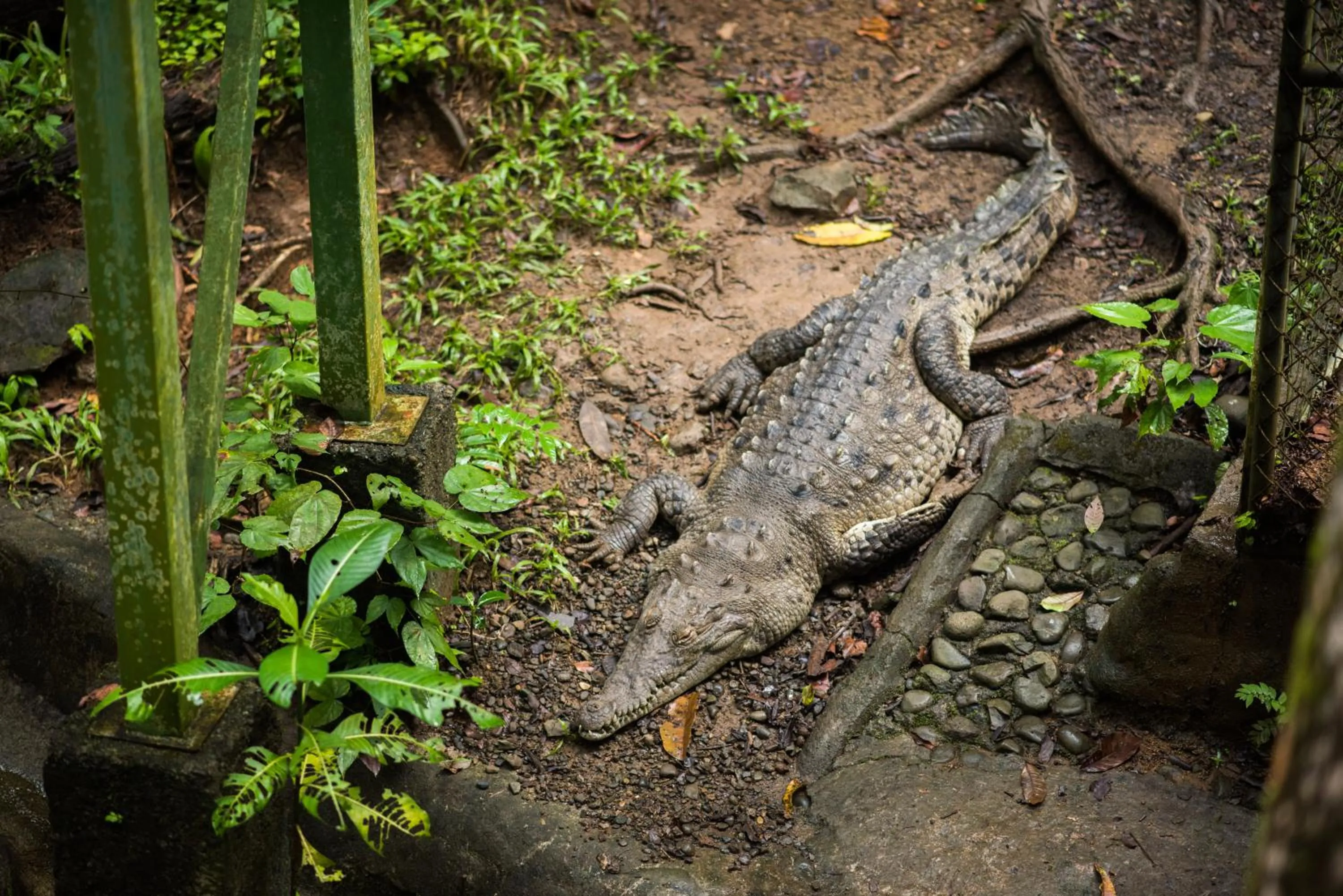 Hiking in Si Como No Resort & Wildlife Refuge