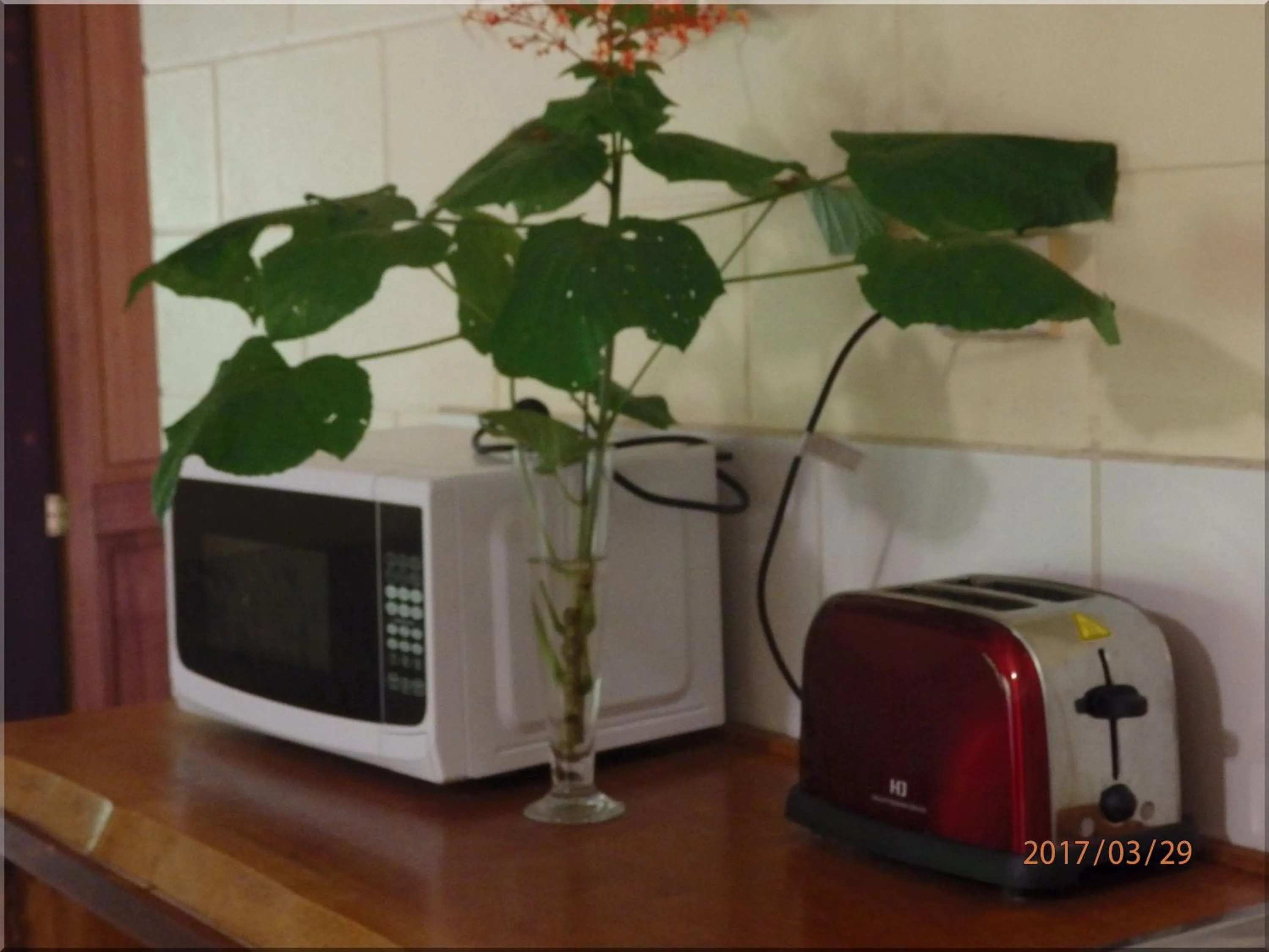 Daintree Deep Forest Lodge