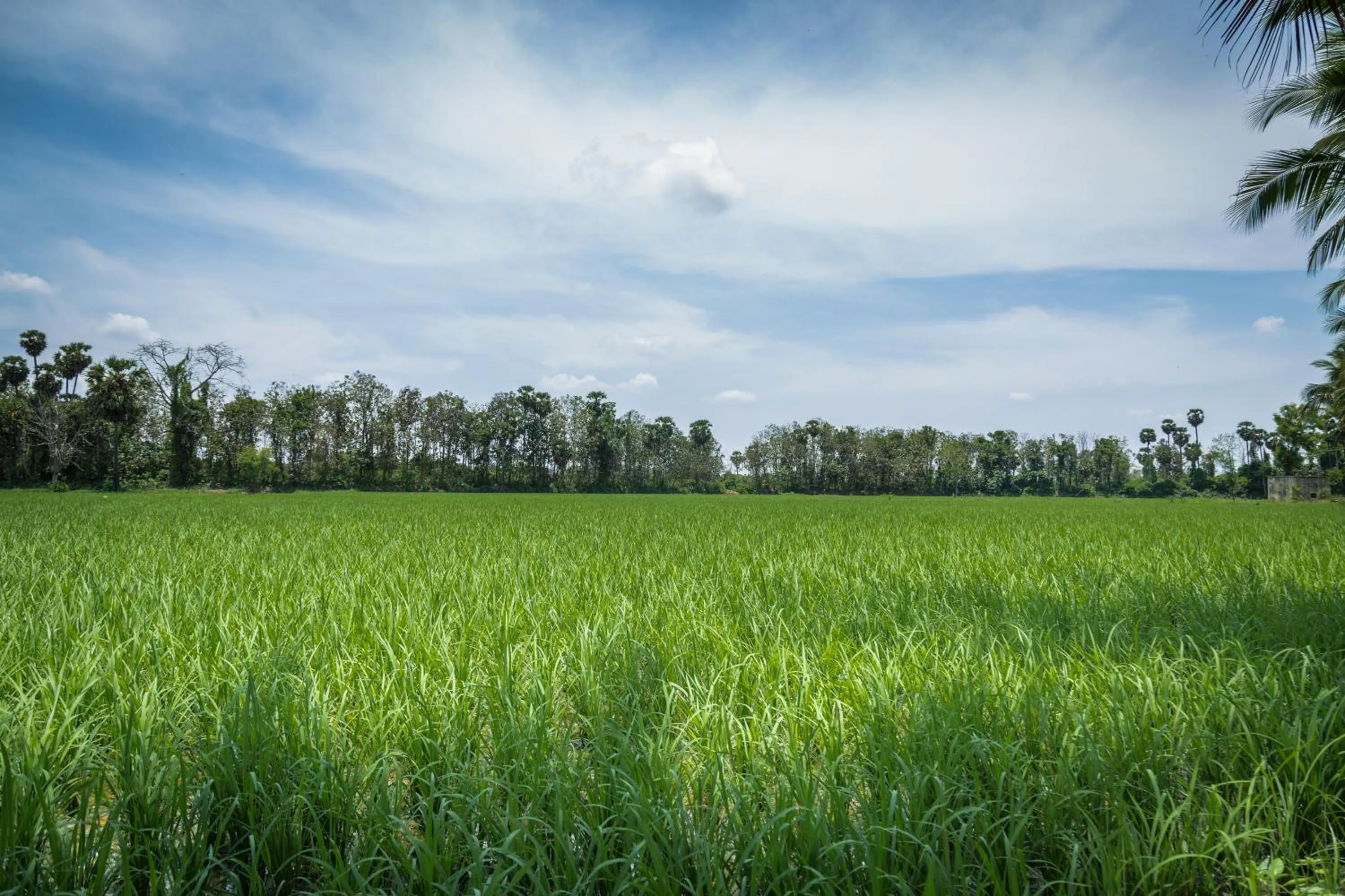 Natural landscape in Mantra Koodam Kumbakonam - A CGH Earth Experience