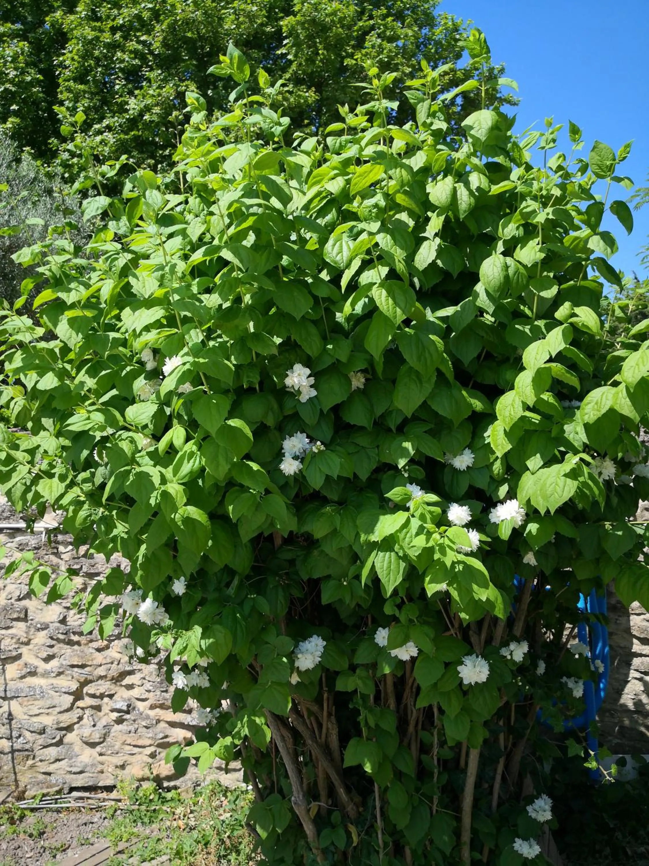 La petite maison de Lingling