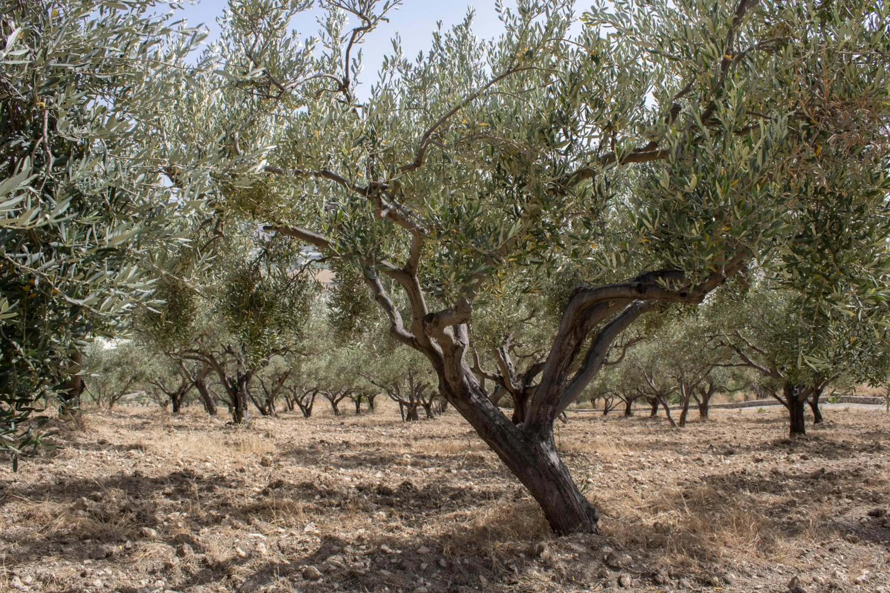 Natural landscape in Agriturismo Bellajo - Ville Rustiche con Piscina