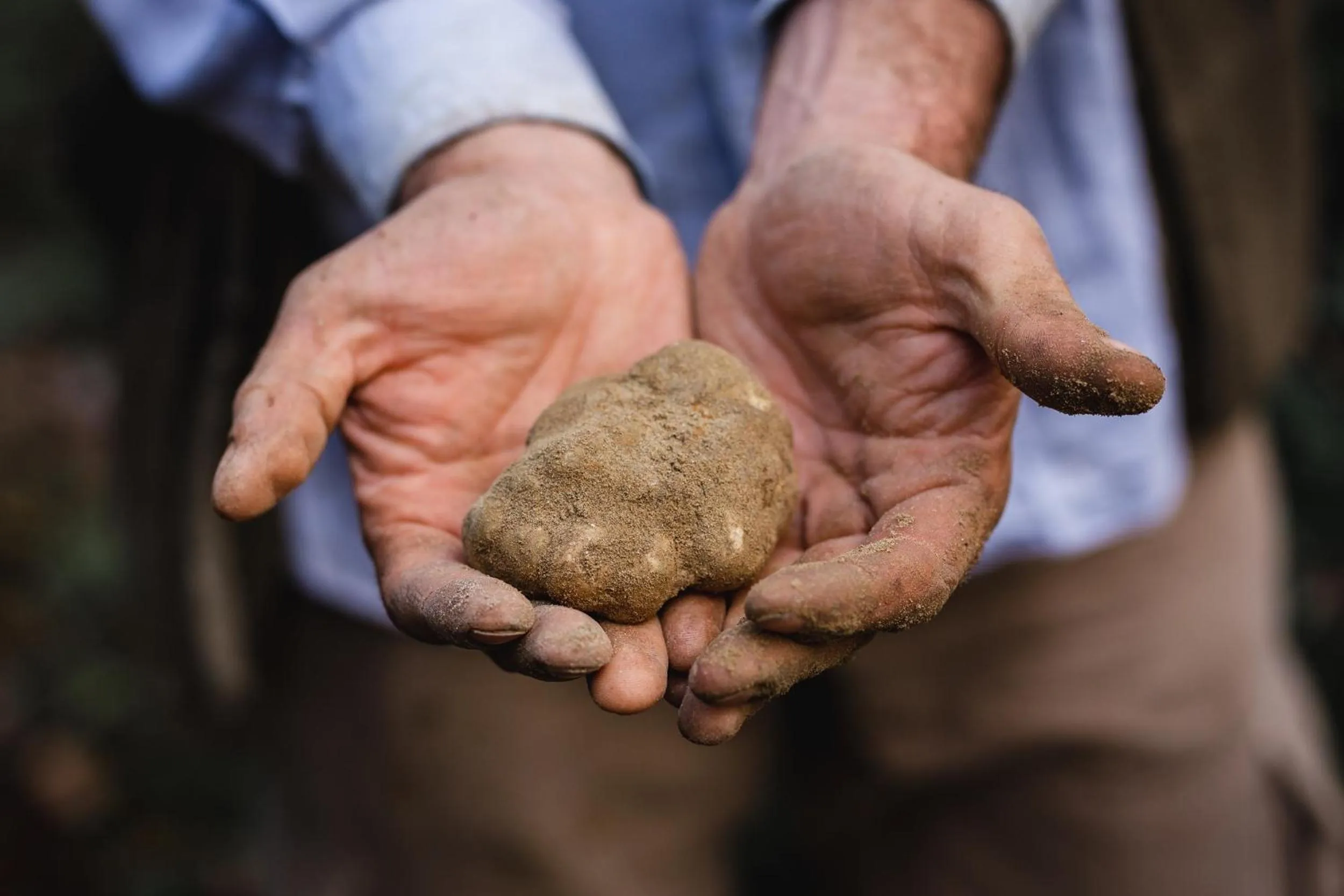 Activities in Castiglion del Bosco, A Rosewood Hotel