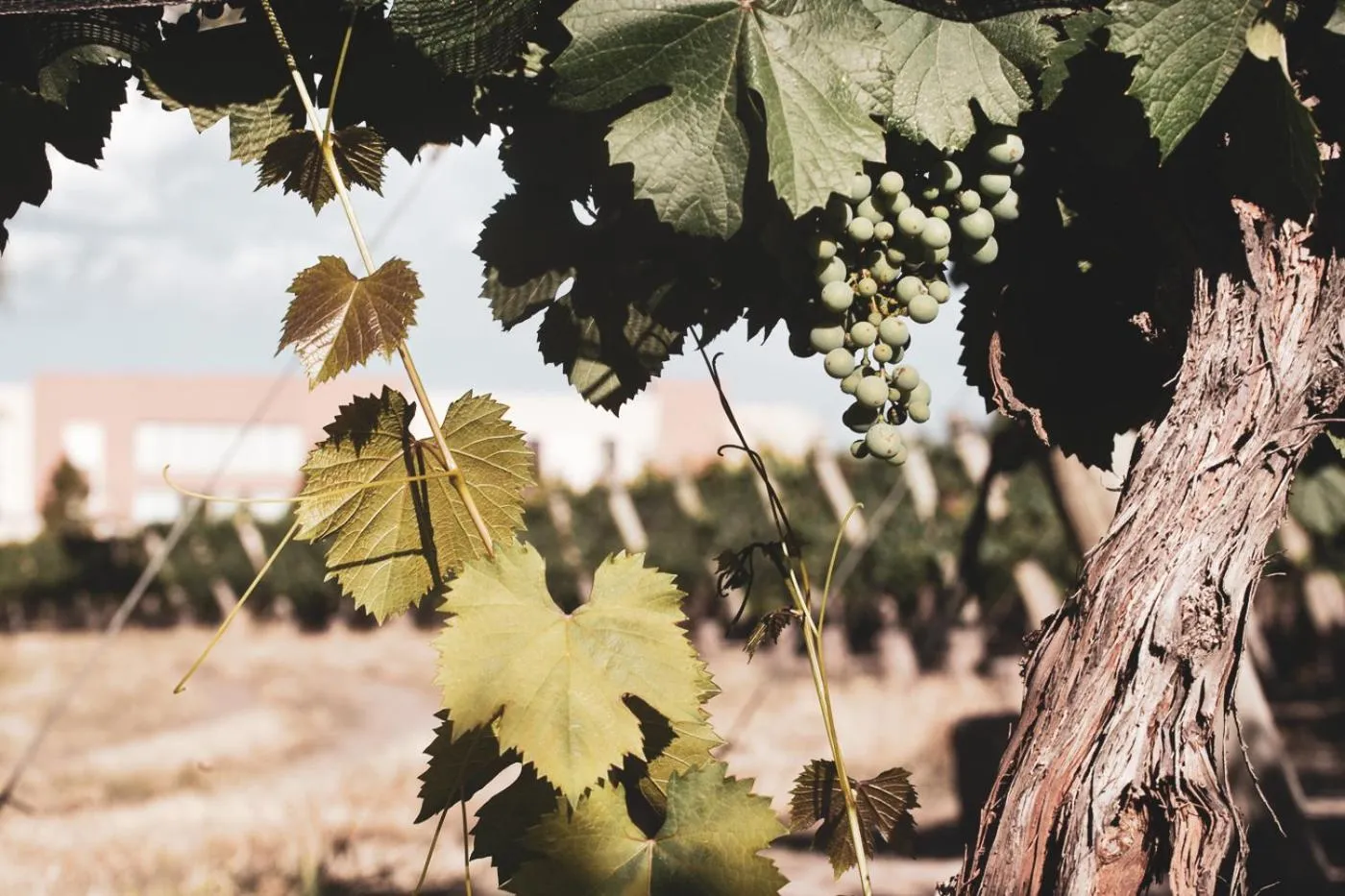 Landmark view in Fuente Mayor Hotel & Casino