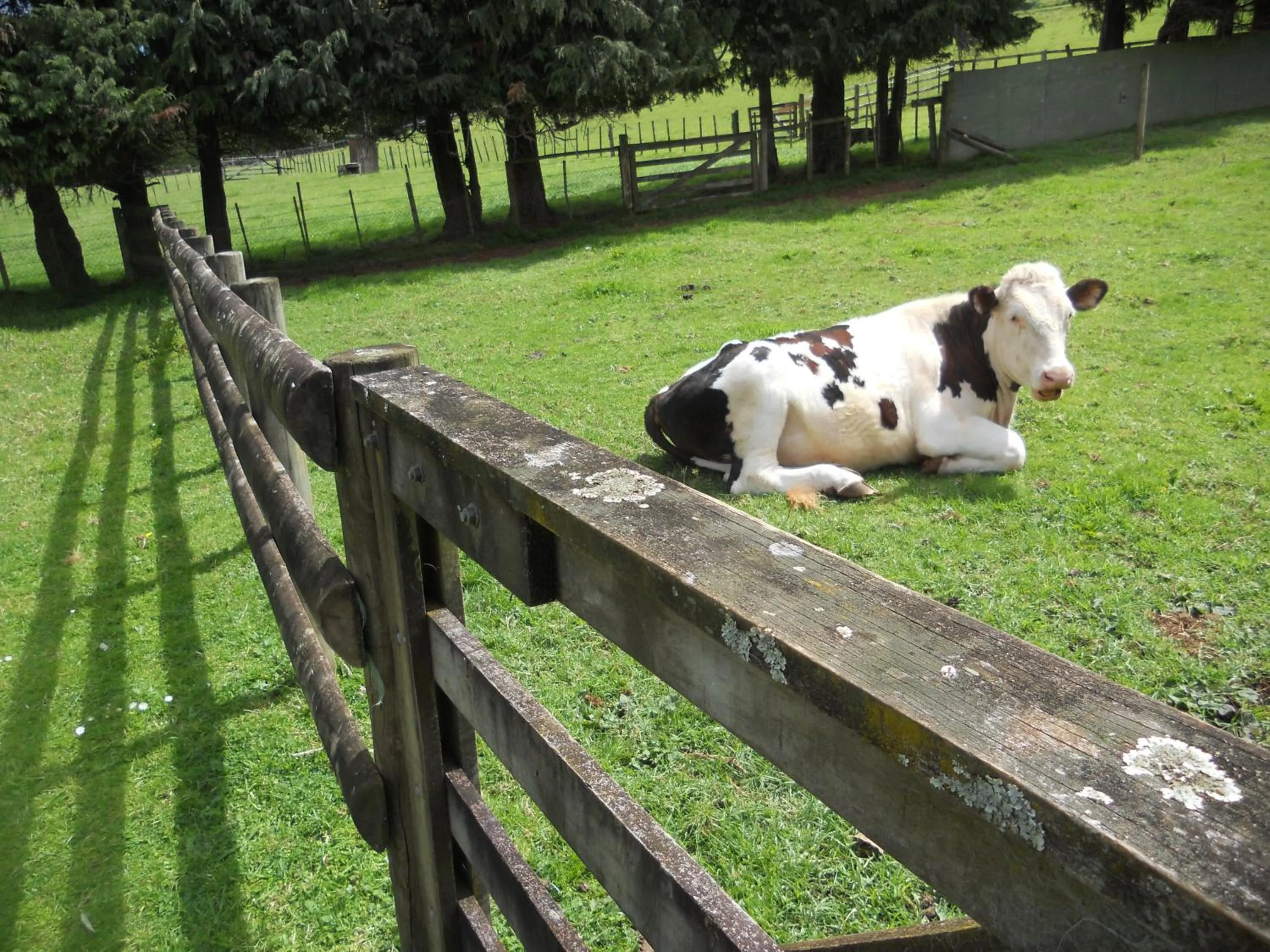 Animals in Lupton Lodge