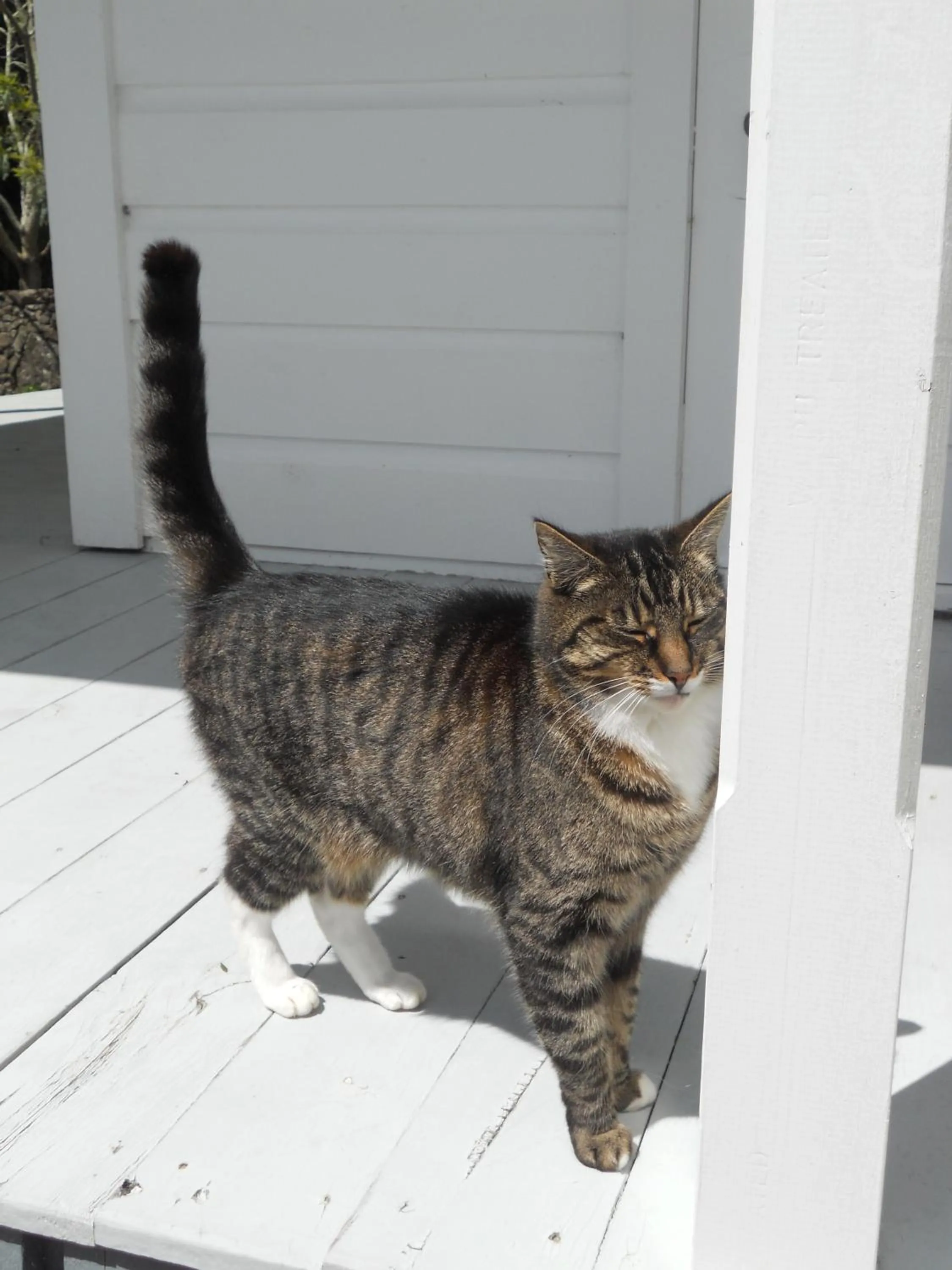 Pets in Lupton Lodge