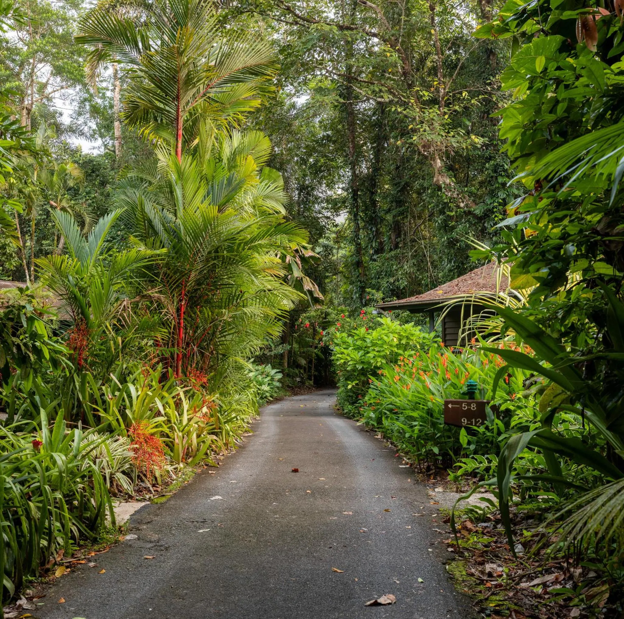 View (from property/room) in Heritage Lodge - in the Daintree