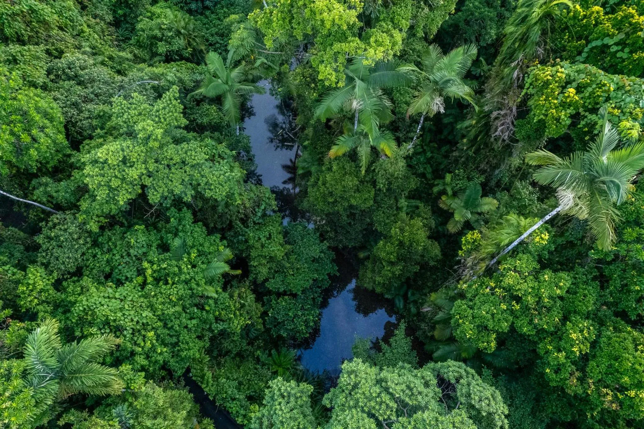 View (from property/room) in Heritage Lodge - in the Daintree
