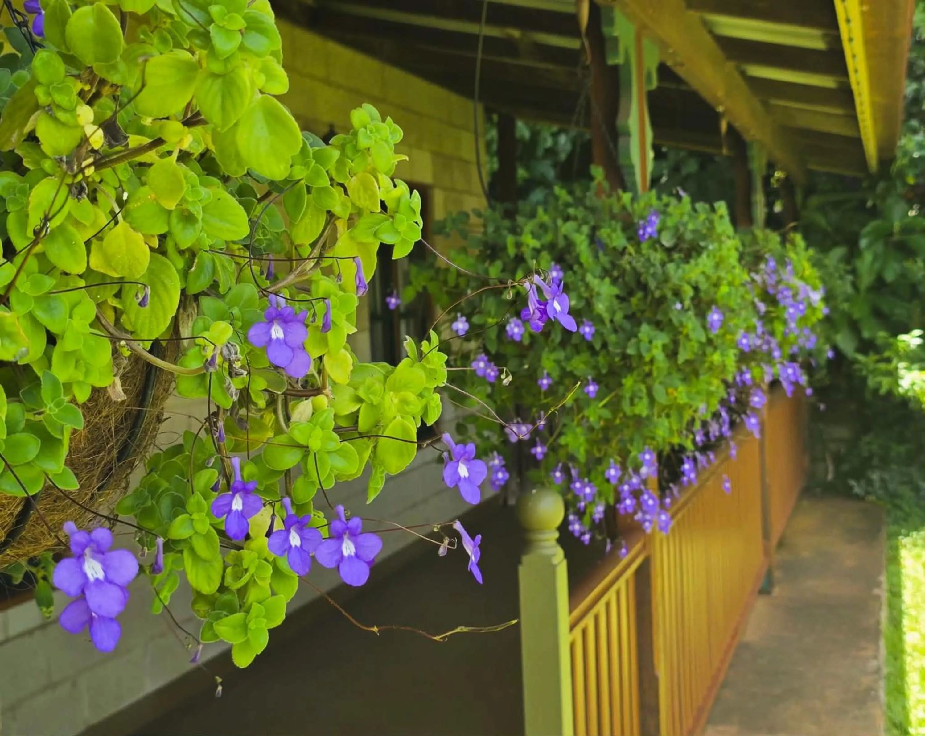 Garden in Curtain Fig Motel