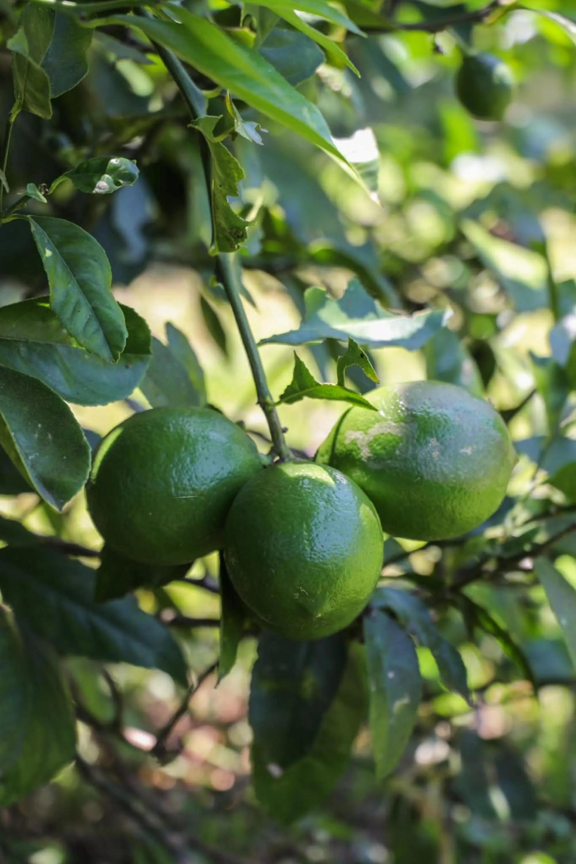 Natural landscape in Curtain Fig Motel