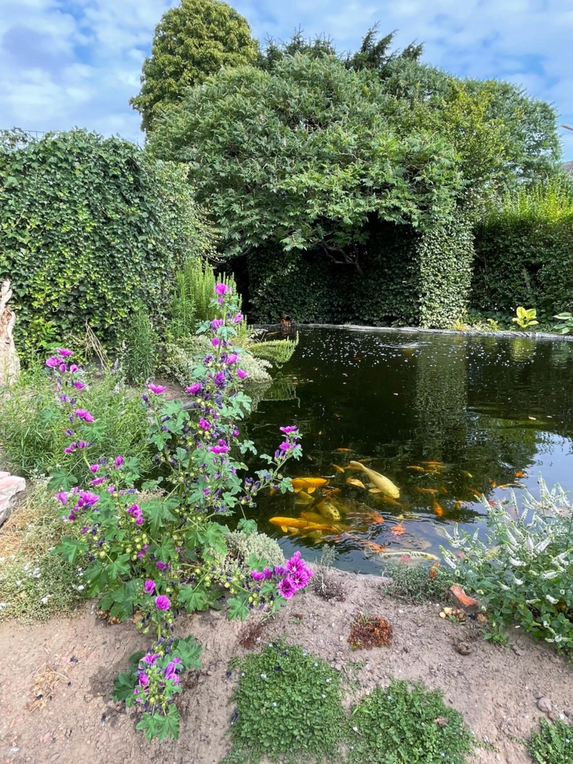 Garden in Maison Stout